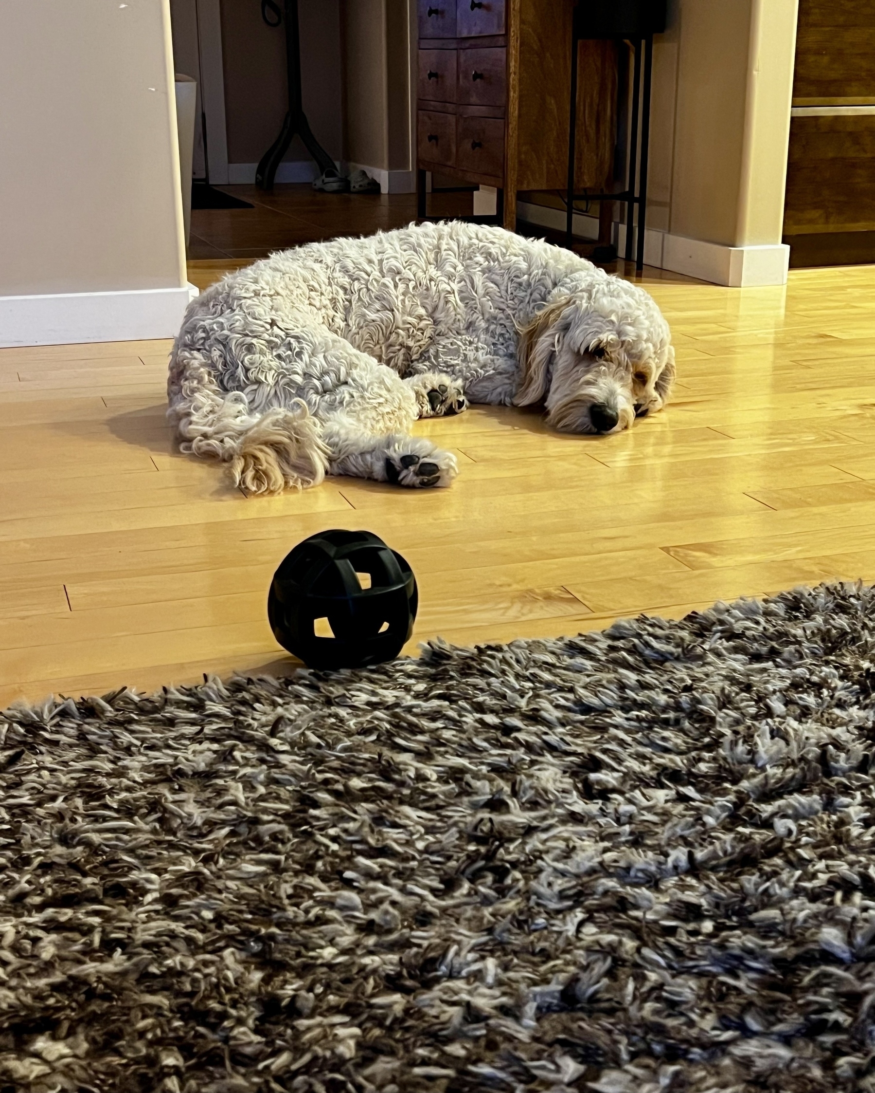 A fluffy dog is lying on a wooden floor near a dark, spherical toy and a textured rug.