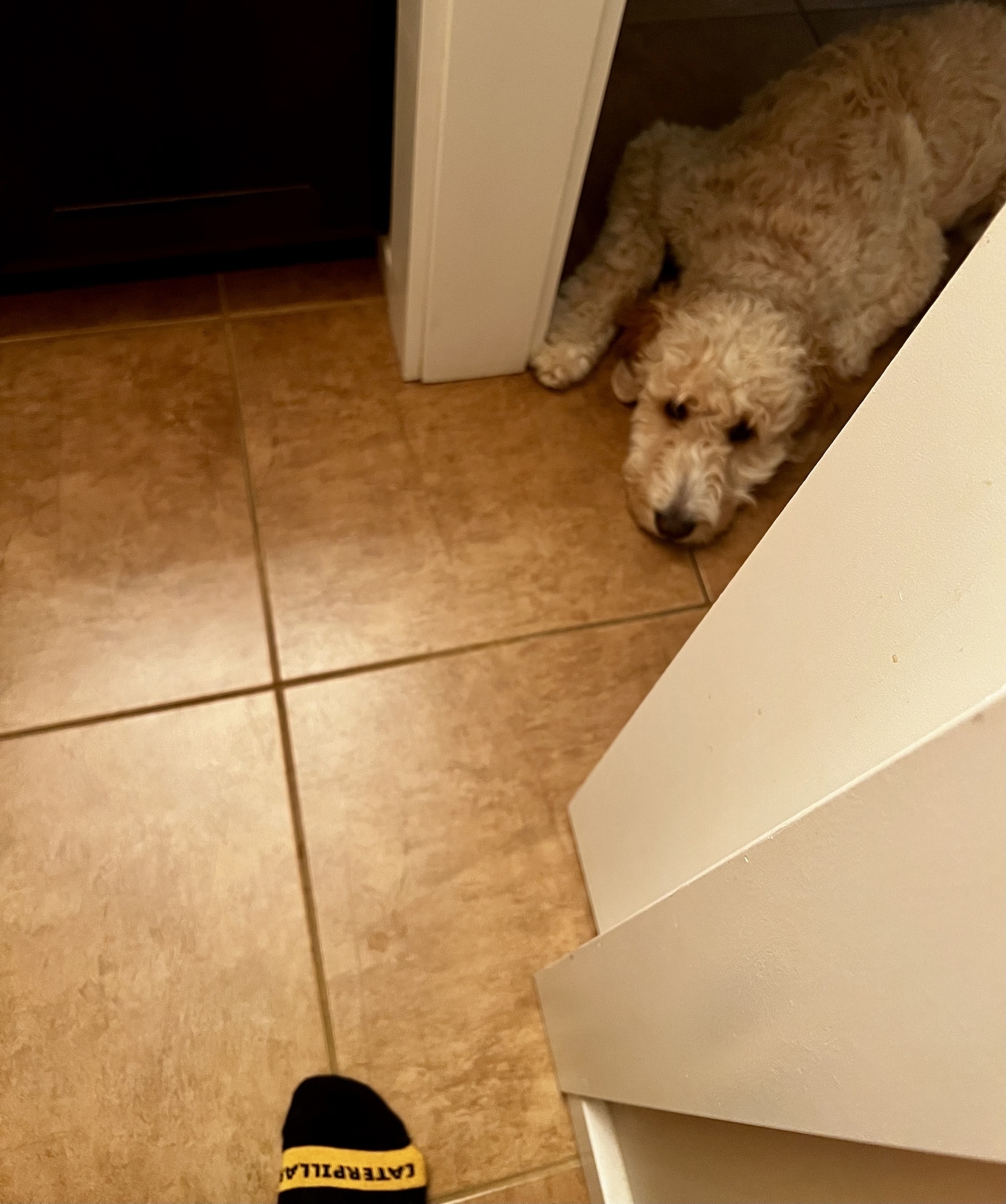 A fluffy dog is lying on a tiled floor near a doorway, while a person's foot wearing a sock with text is partially visible.