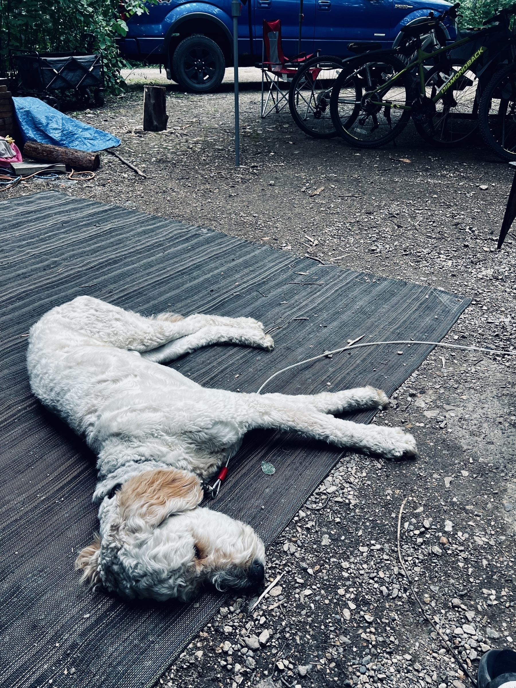 Neville laying on a mat having a sleep. Neville is a golden doodle puppy. 