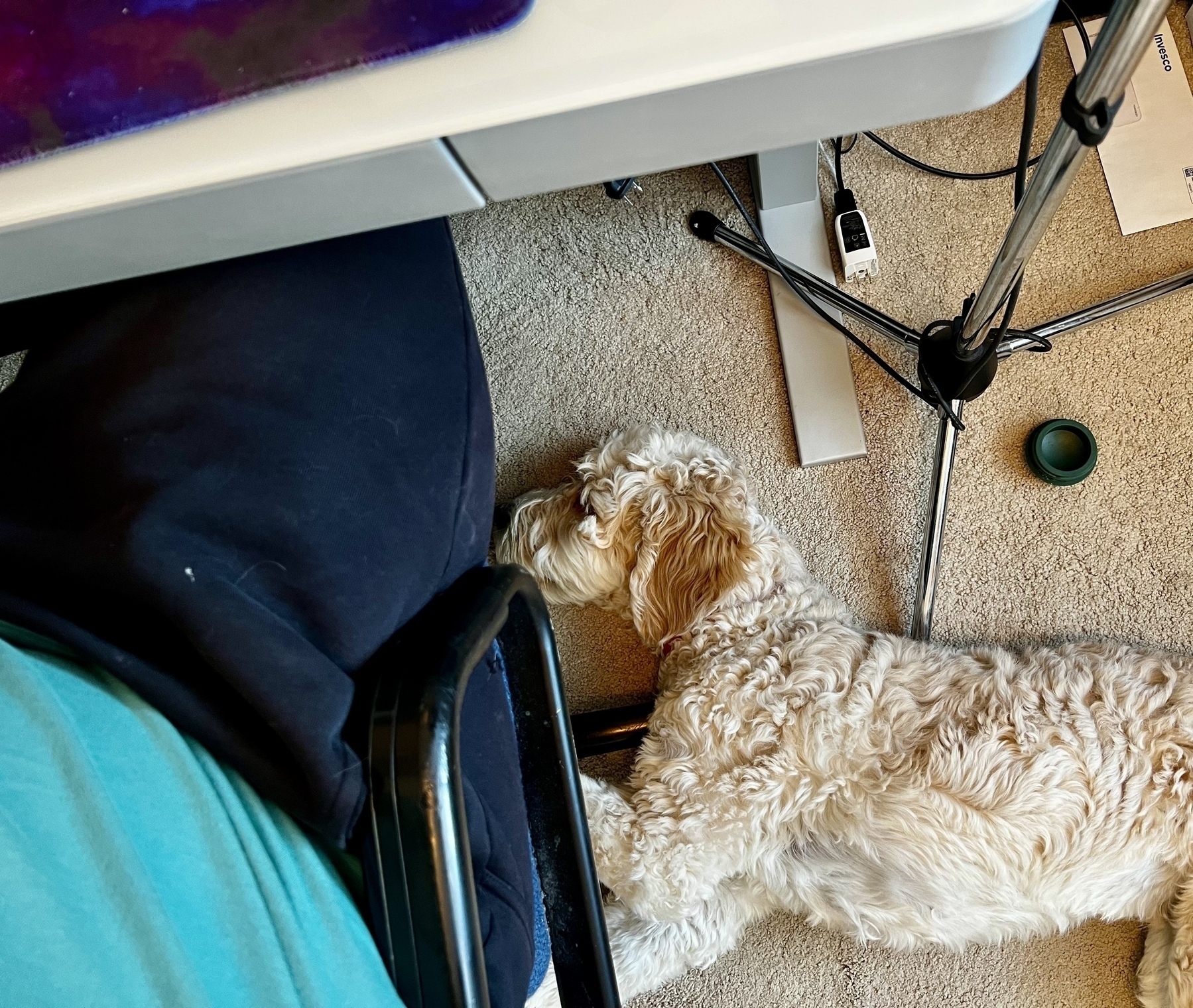 A dog is lying on the floor next to a person sitting at a desk with various items scattered around.