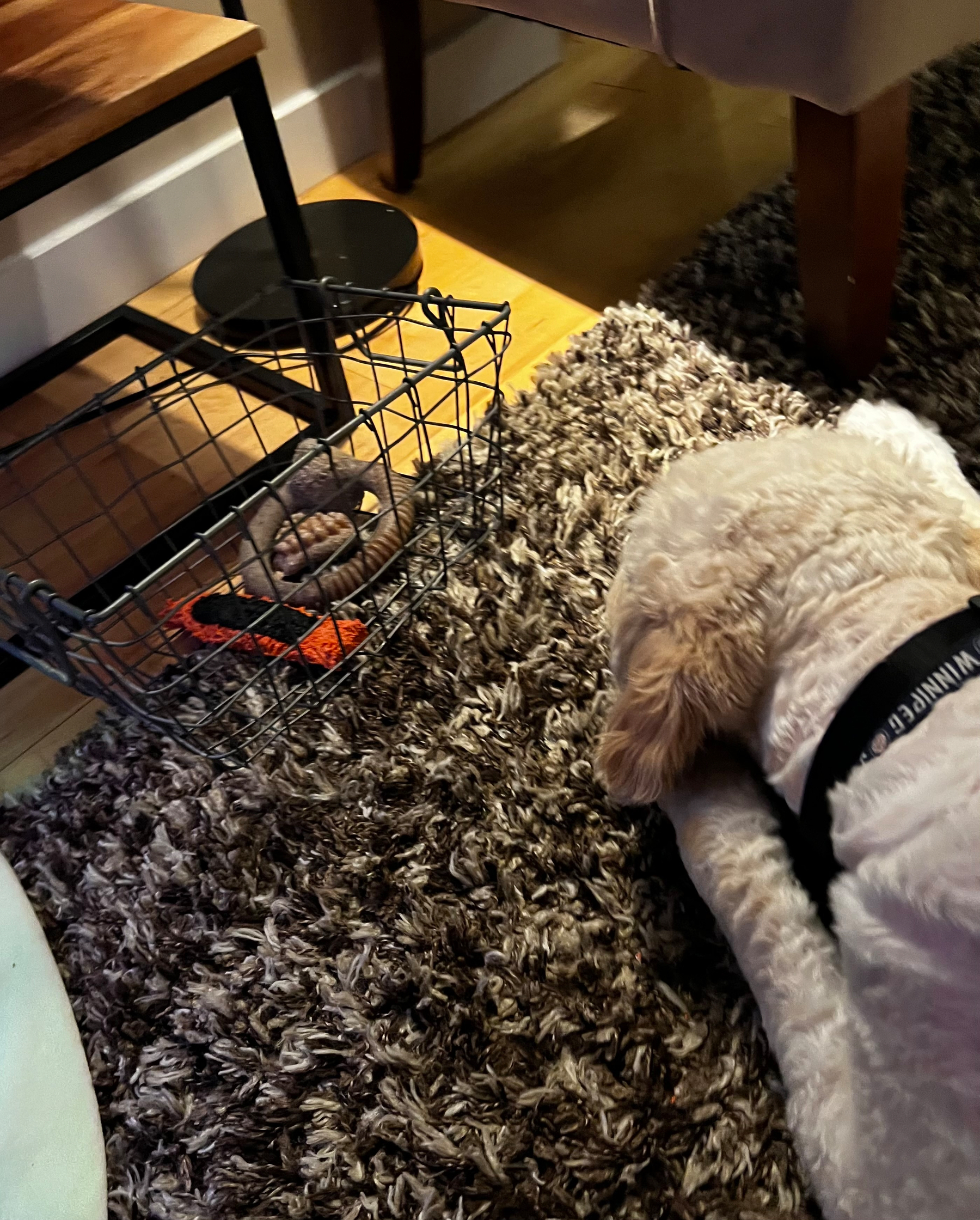 A dog with light fur is standing on a carpeted floor next to a wire basket containing a bone and an orange object.