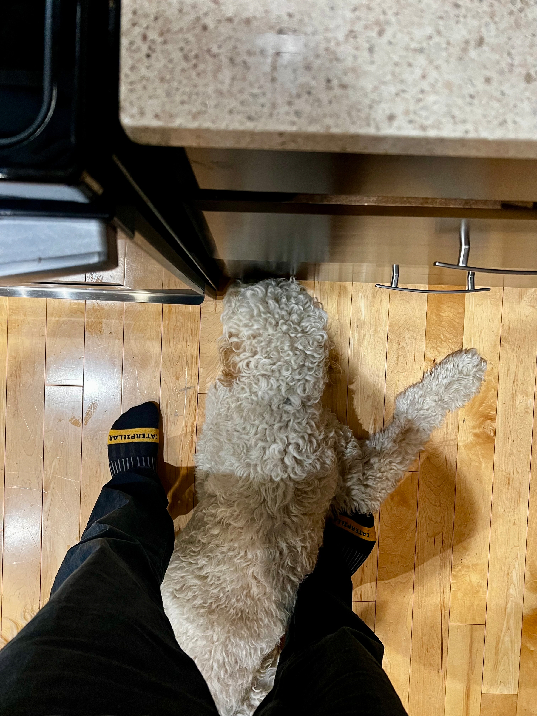 A fluffy white dog lies on a wooden floor next to a person's feet, partially under a kitchen counter.