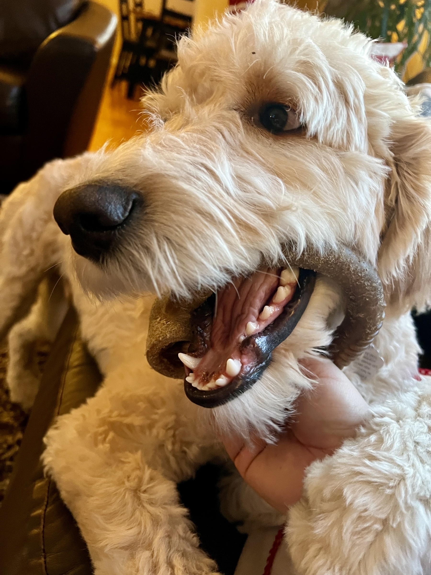 A fluffy dog is playfully biting onto a chew toy with its mouth open.