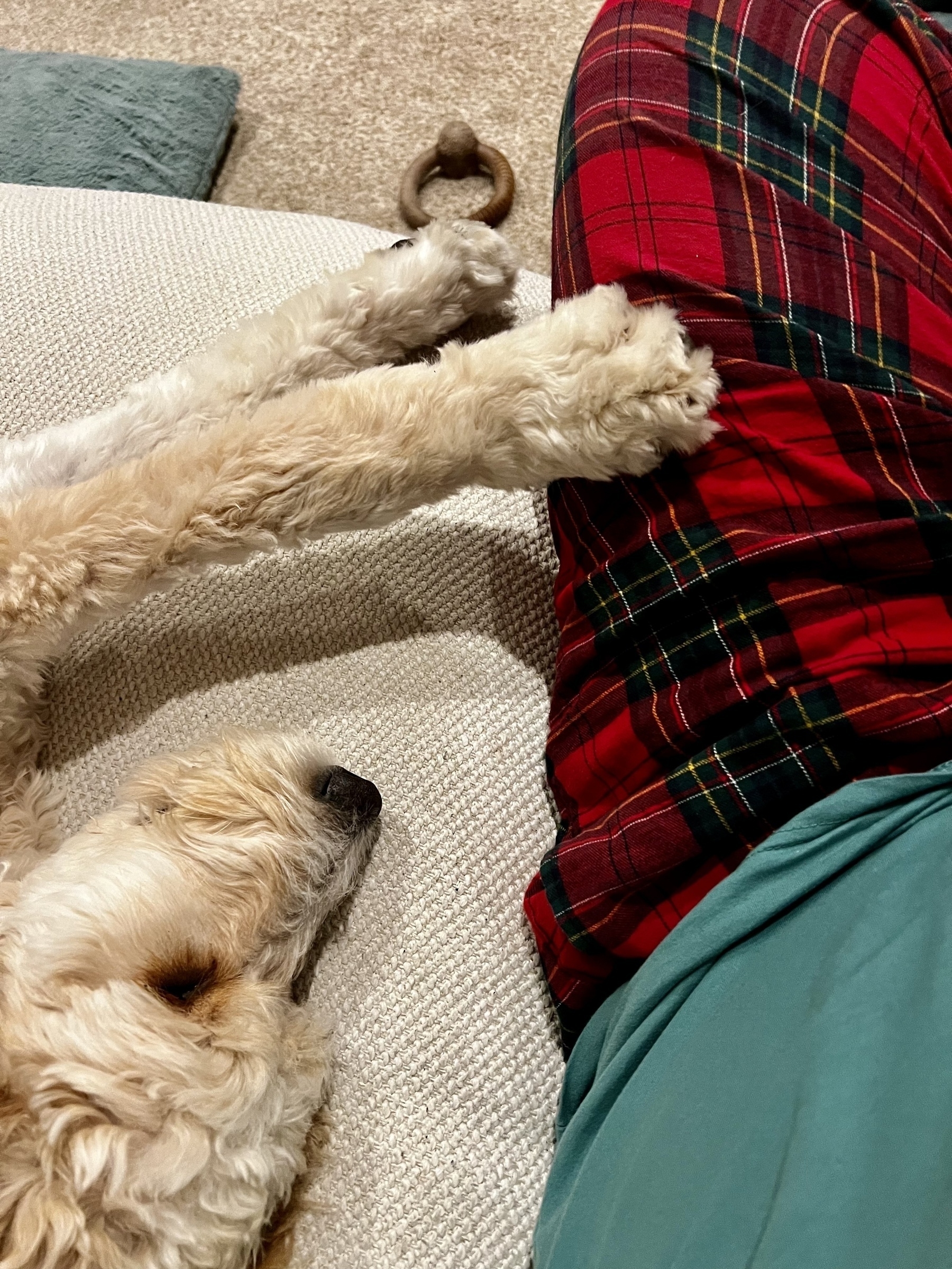 A fluffy dog is resting on a couch with its paws stretched out towards someone wearing red plaid pants.