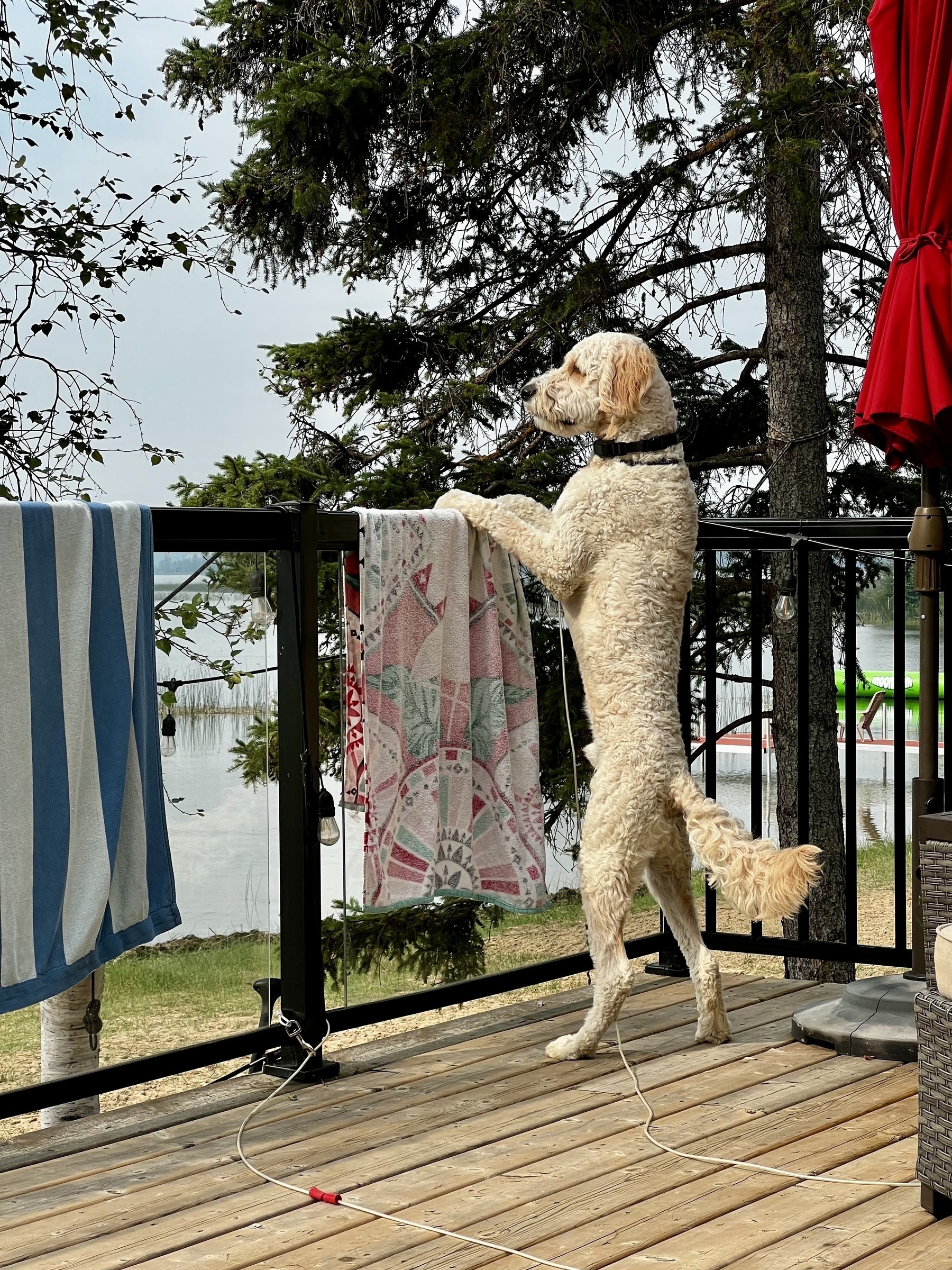 Neville Dogbottom, a golden doodle puppy, stands on his hind legs holding on to the railing of a deck looking out. 