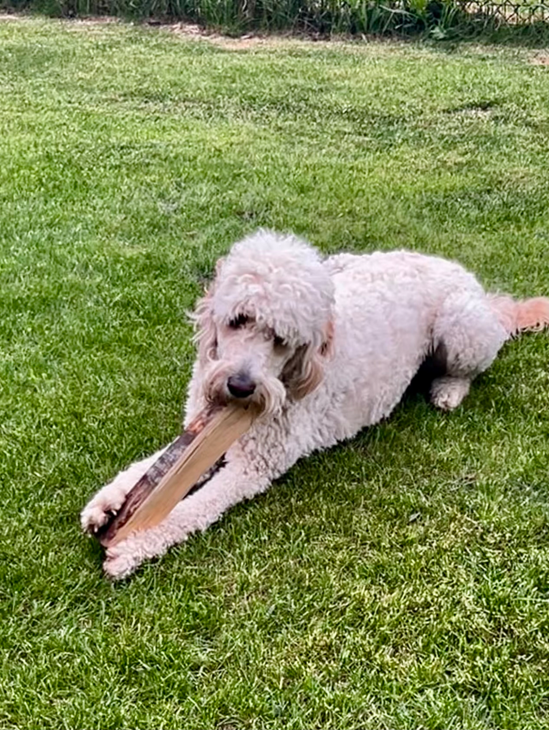 A curly-haired dog is lying on the grass, chewing on a piece of wood.