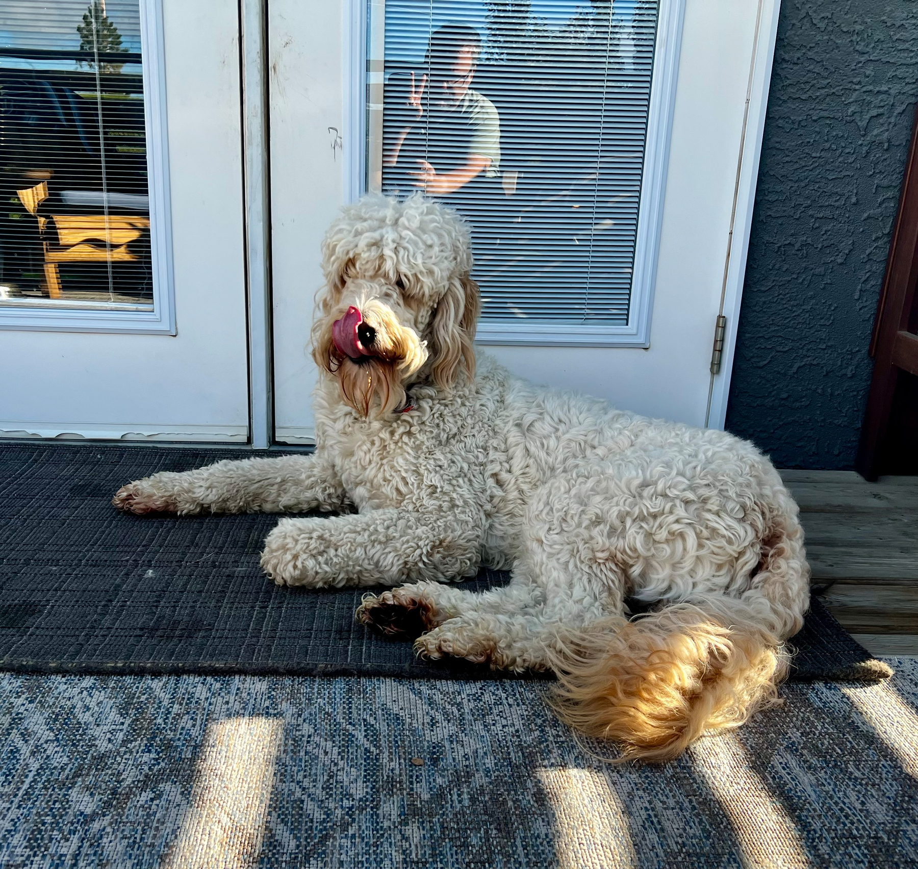 A curly-haired dog is lying on a mat in front of a glass door, with a reflection of a person visible in the glass.