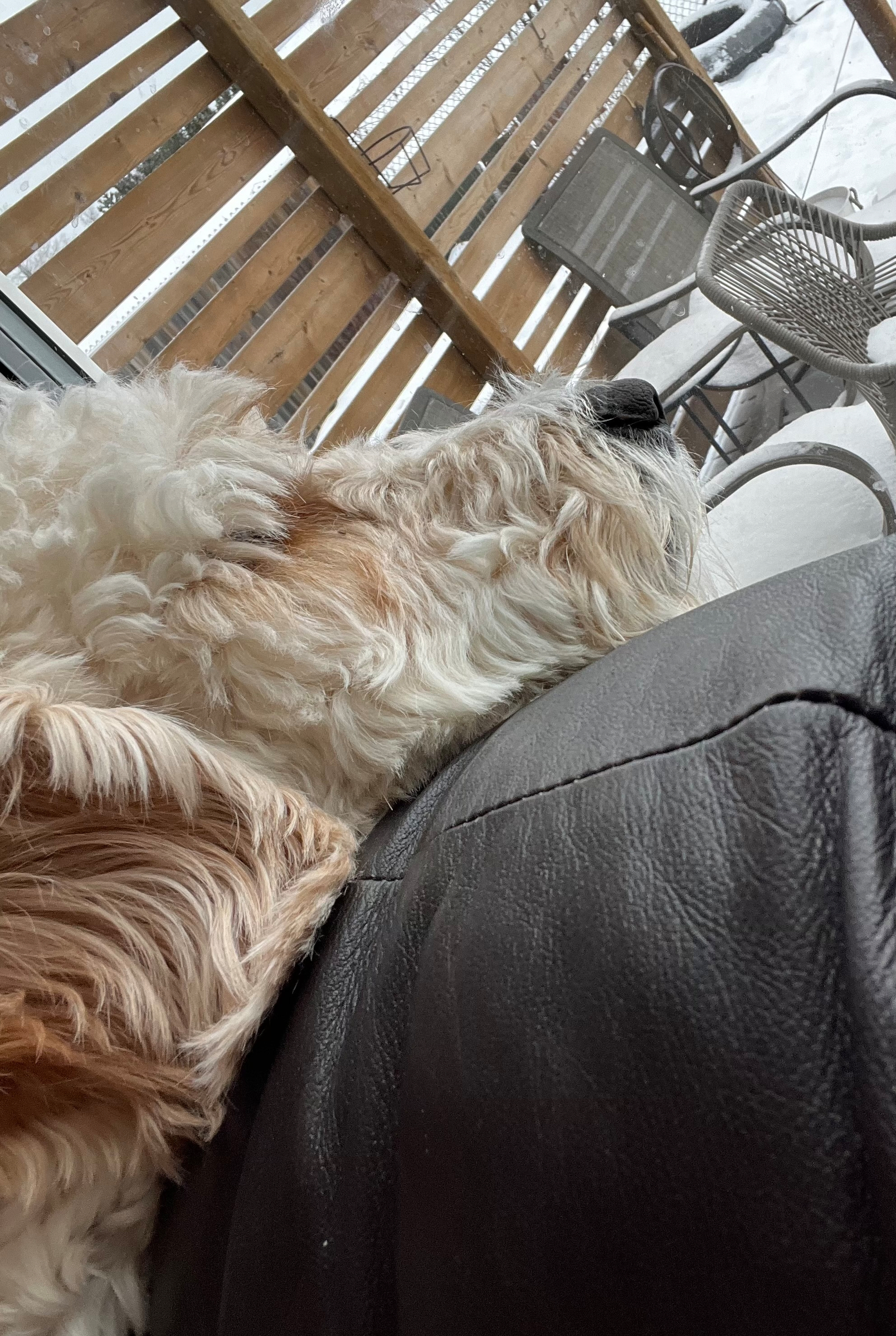 A fluffy dog is resting on a cushioned surface near a snowy outdoor patio with wooden fencing.