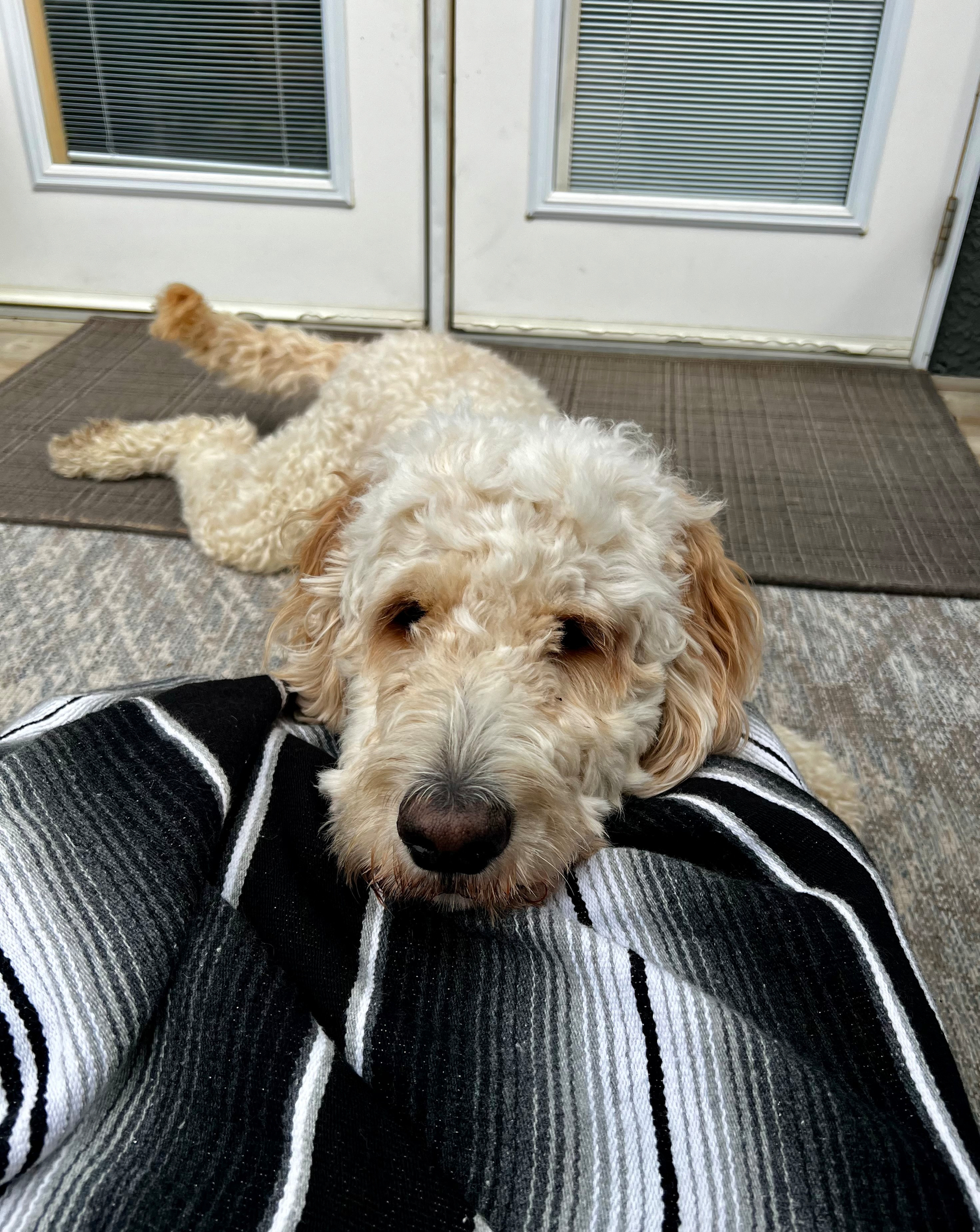 A curly-haired dog is resting its head on a person's lap, who is covered with a black, white, and gray striped blanket, near a door with glass panels.
