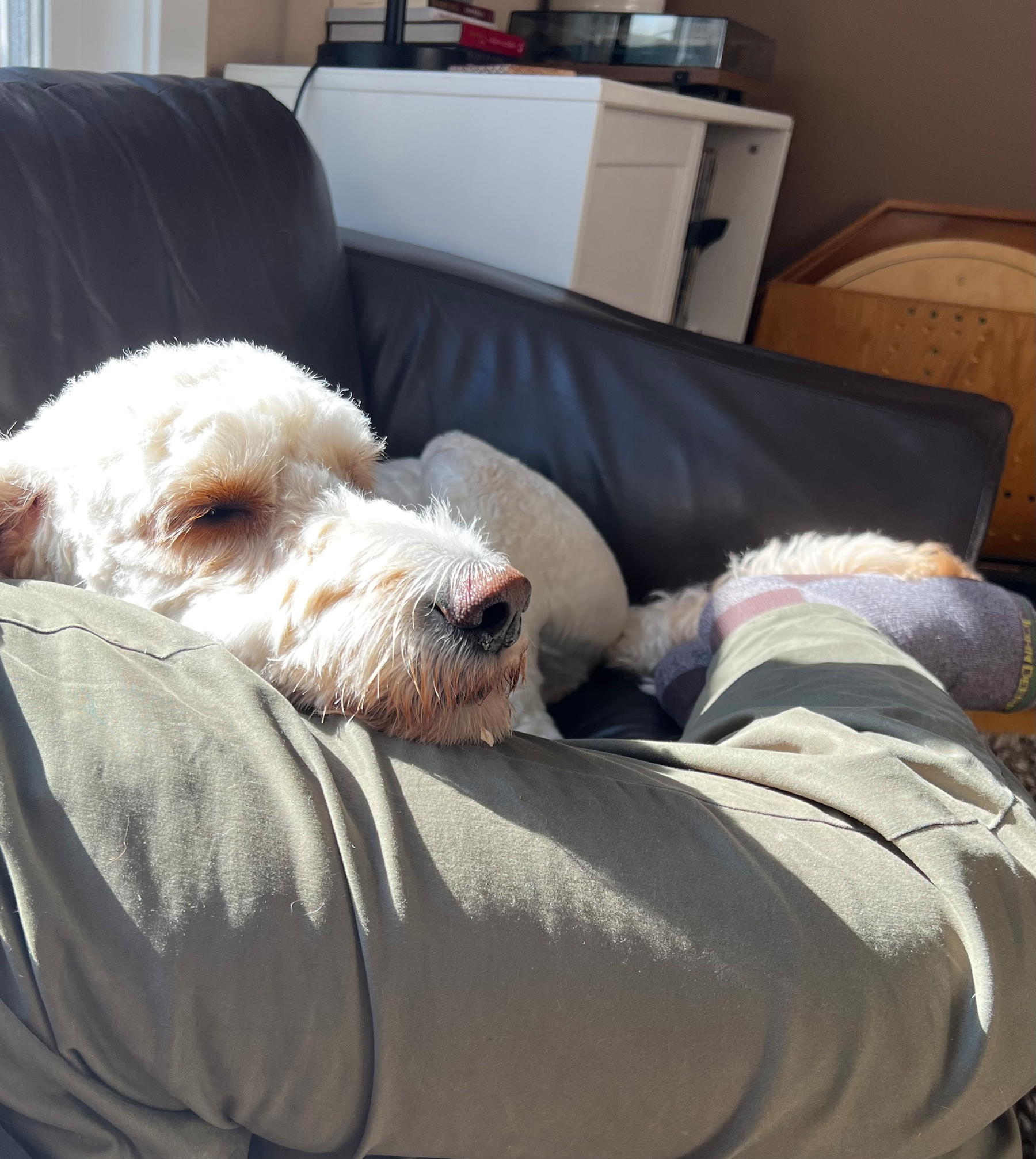 A white dog is resting its head on a person’s lap while lying on a dark leather couch.