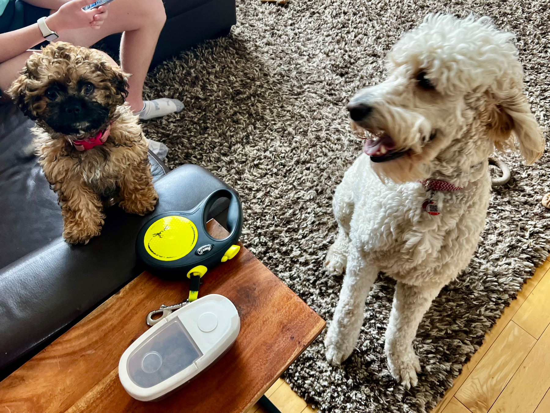 Two dogs, one small and brown sitting on a couch and one larger and white seated on the floor, are accompanied by a person with a cast on their foot and a dog leash on a table.