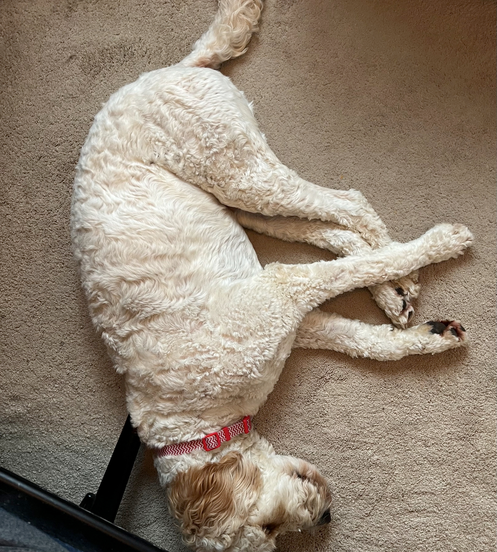 A light-colored, curly-haired dog with a red collar is lying sideways on a carpeted floor with its legs stretched out.