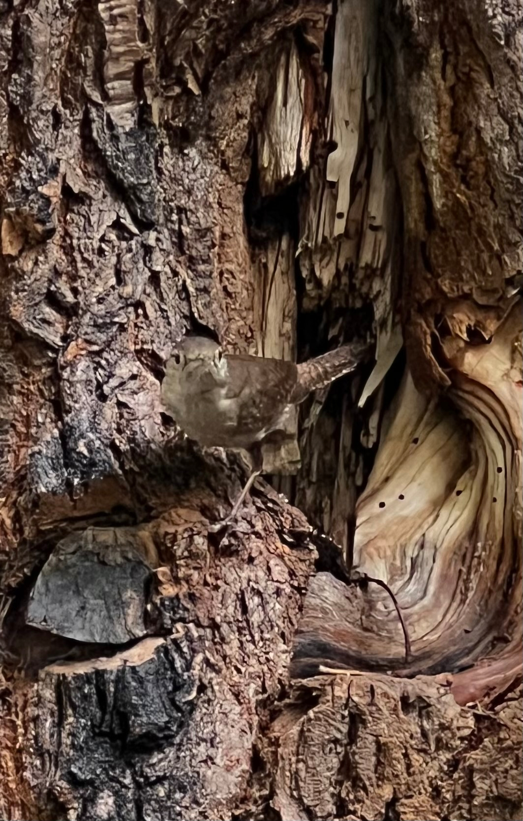 A small brown bird with a pointed beak is perched on the rough, textured bark of an old tree.