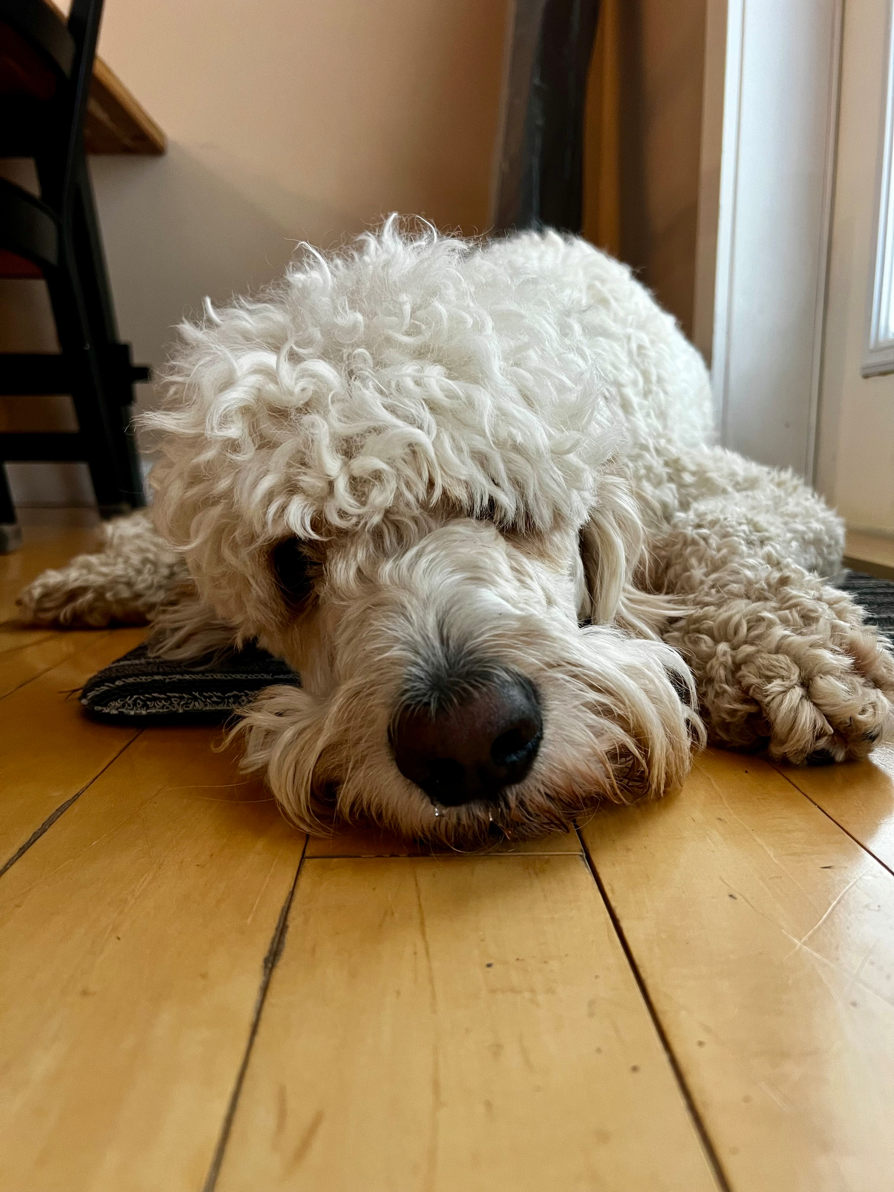 A fluffy white dog is lying down on a wooden floor, looking directly at the camera.