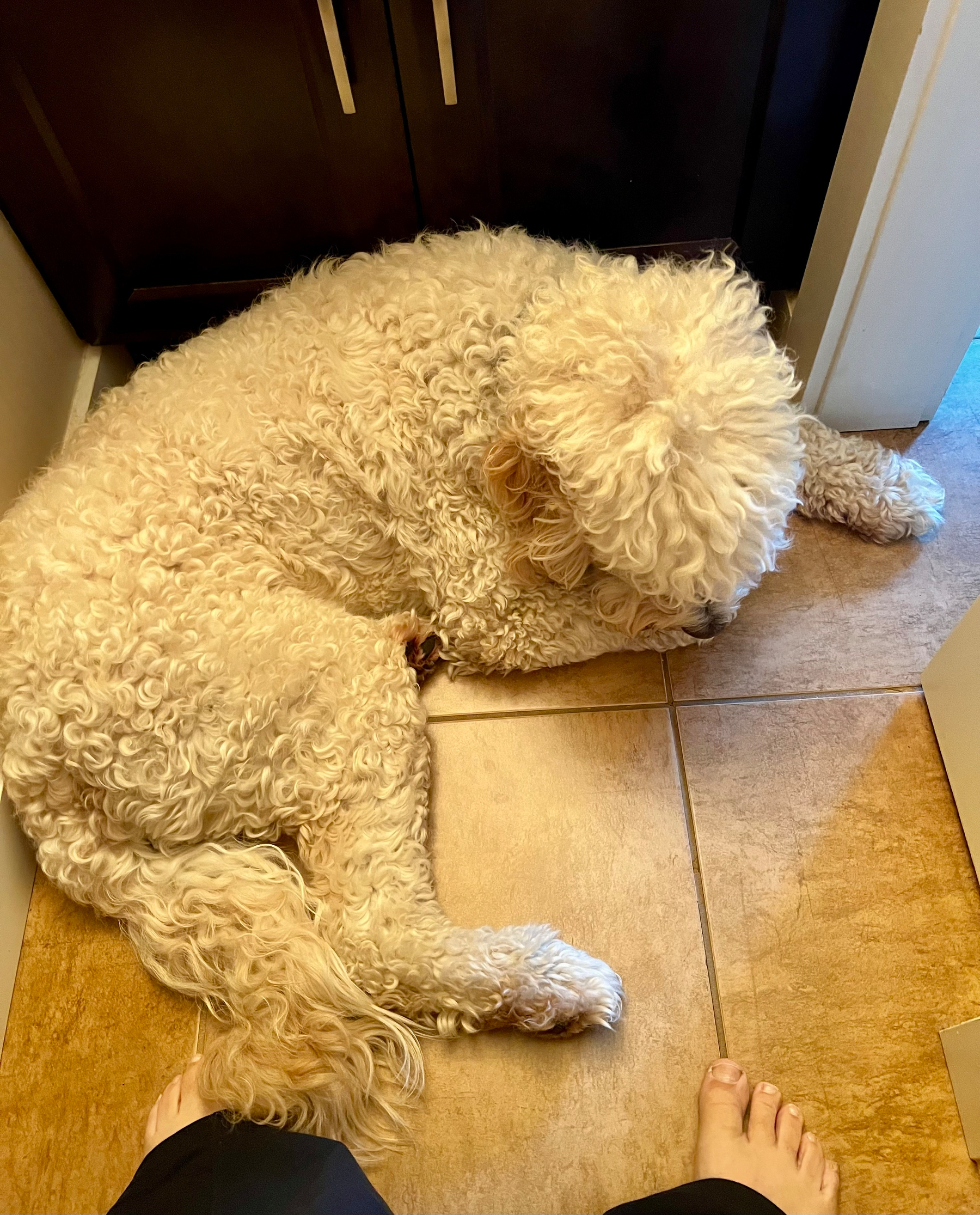 A curly-haired dog is lying on a tiled floor next to a cabinet and a person's bare feet.