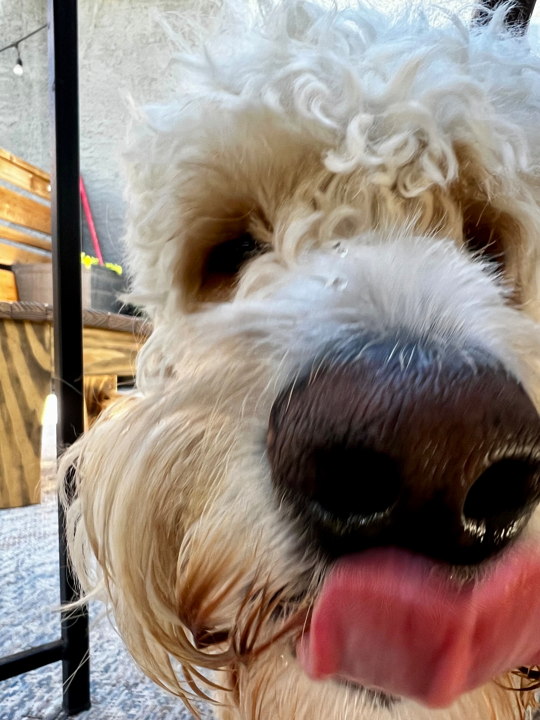 A close-up of a fluffy white dog with its tongue sticking out playfully.