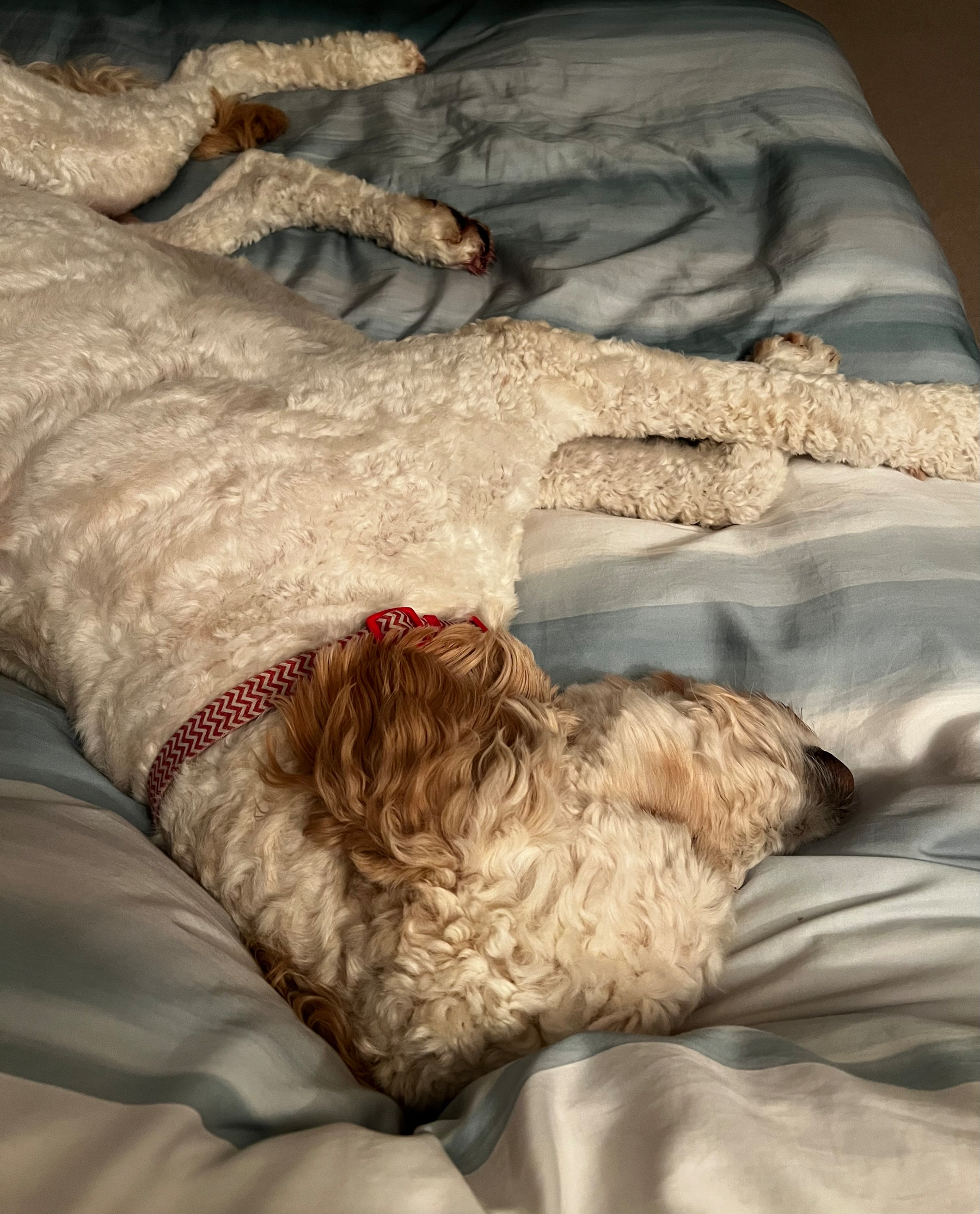 A curly-haired dog wearing a red collar is lying stretched out and resting on a bed with gray and white striped bedding.