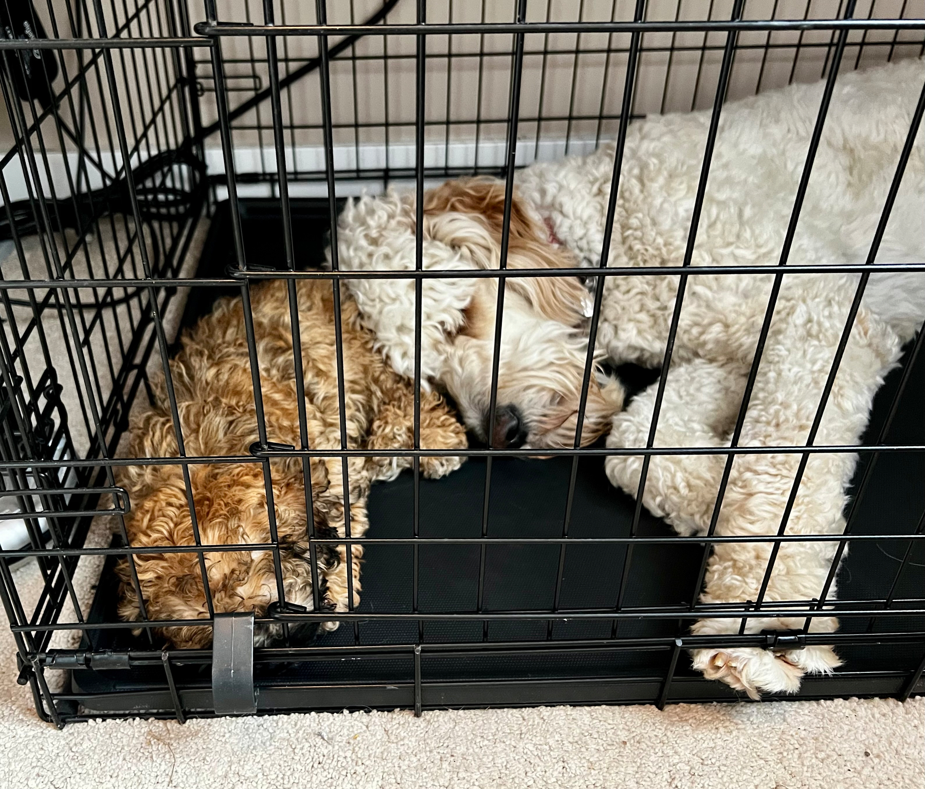 Two dogs are peacefully sleeping together inside a metal crate.