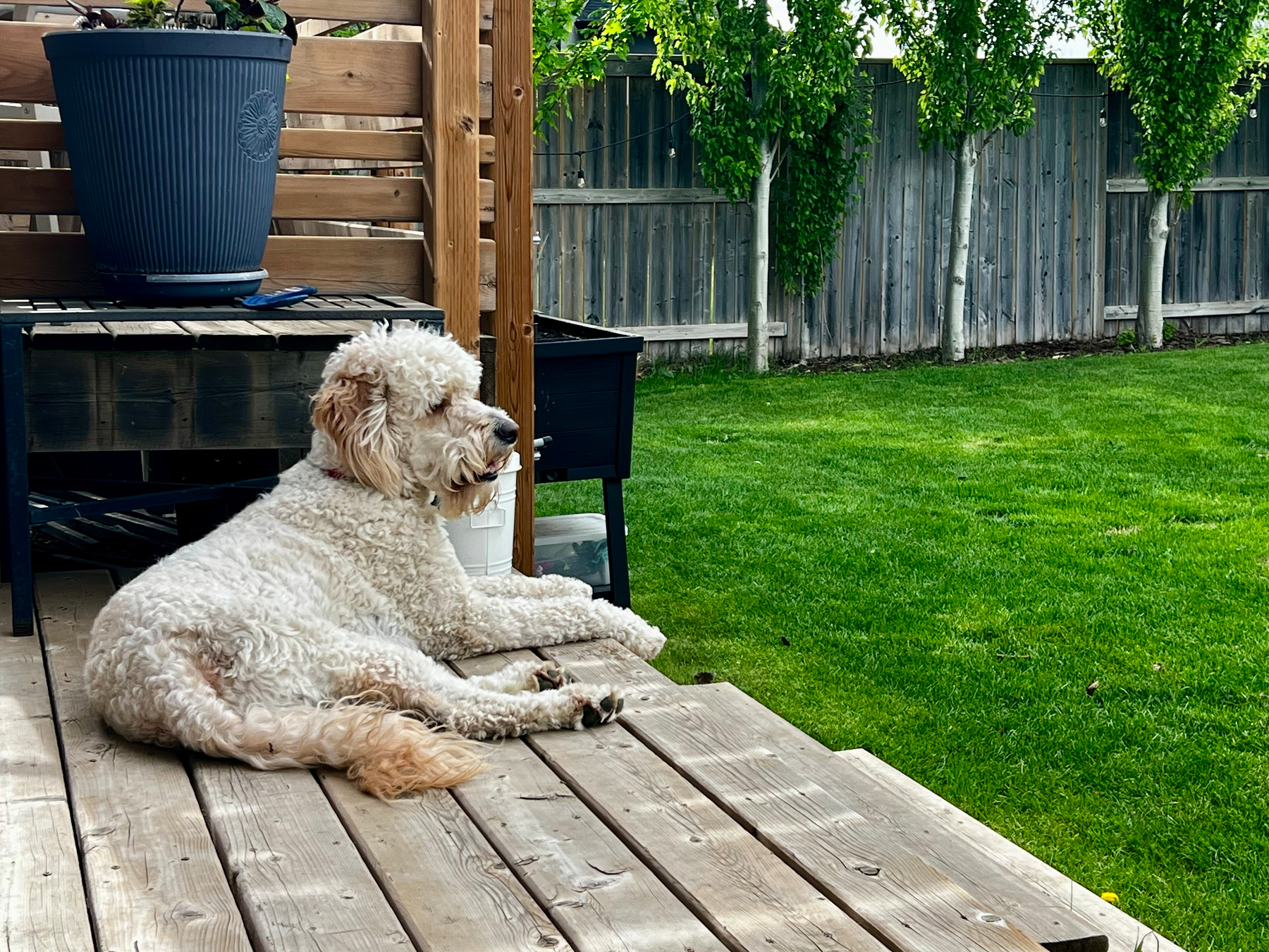 A fluffy white dog is lying on a wooden deck, gazing over a well-kept grassy yard.