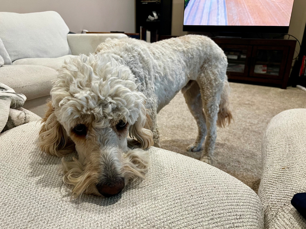 A curly-haired dog rests its head on a cushioned surface in a cozy living room setting.