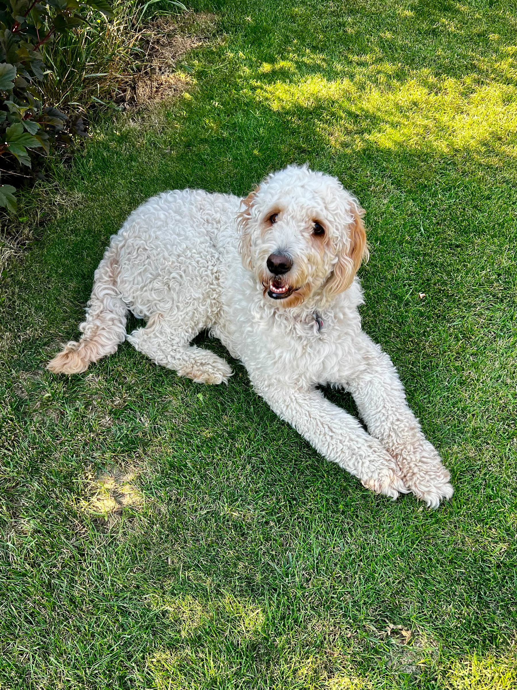 A fluffy white dog with curly fur is lying on green grass, looking content and relaxed.