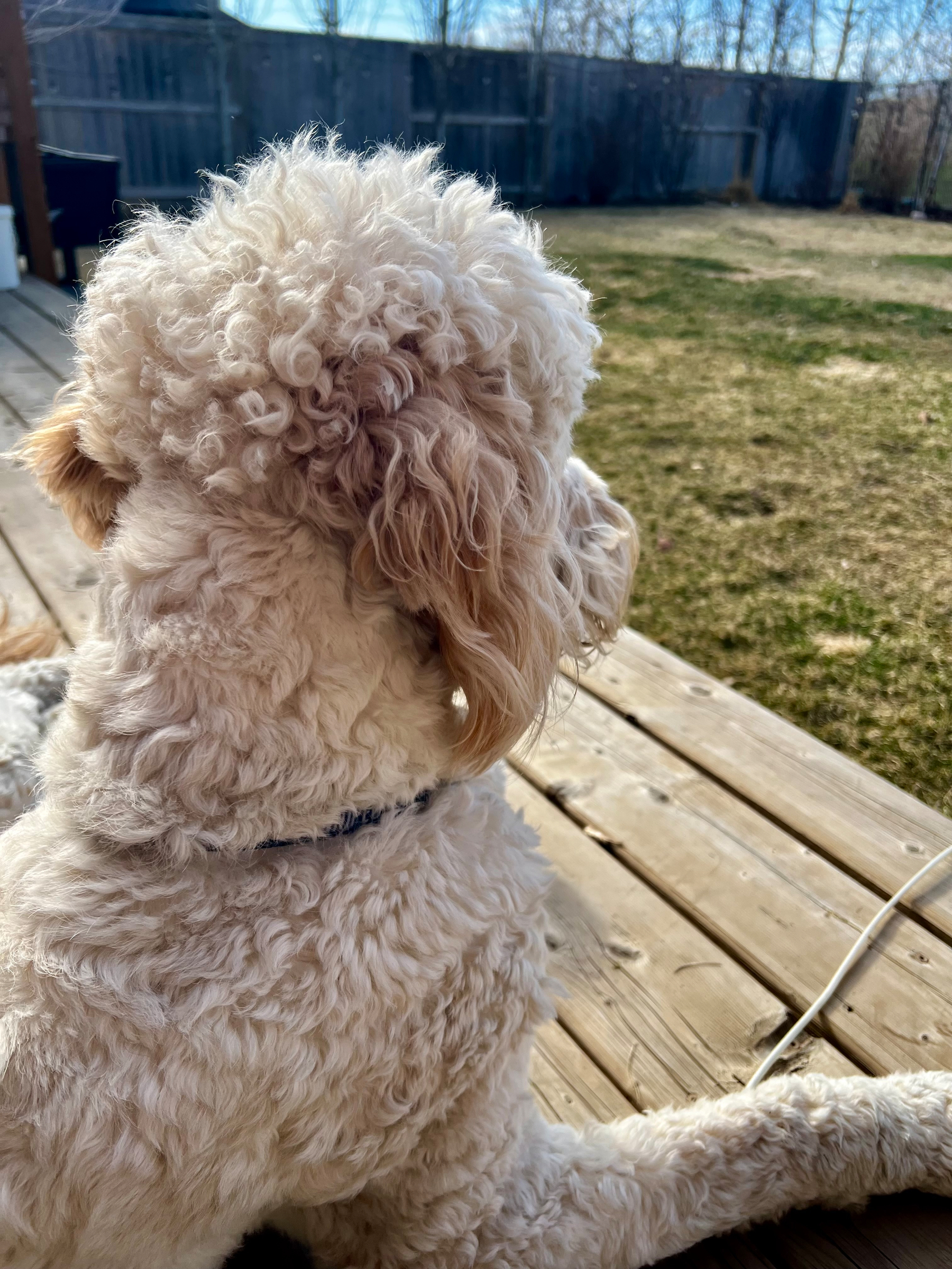 A curly-haired dog is sitting on a wooden deck, looking out at a grassy yard.