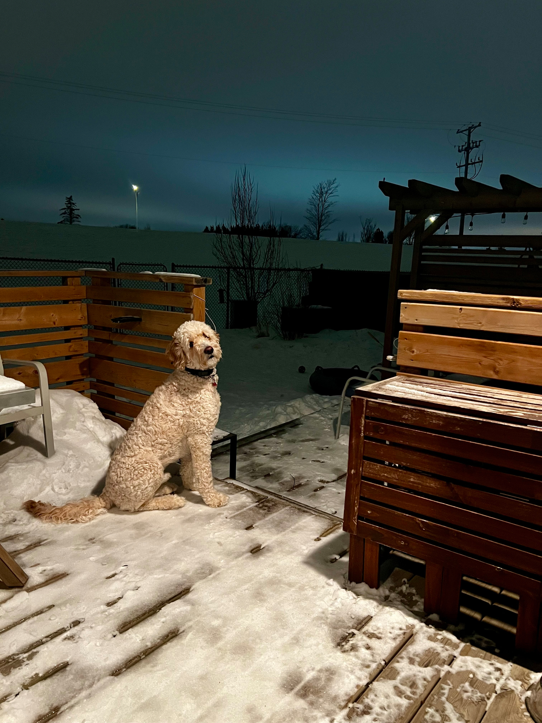 A dog sits on a snowy wooden deck at night, surrounded by outdoor furniture and illuminated by ambient lighting.