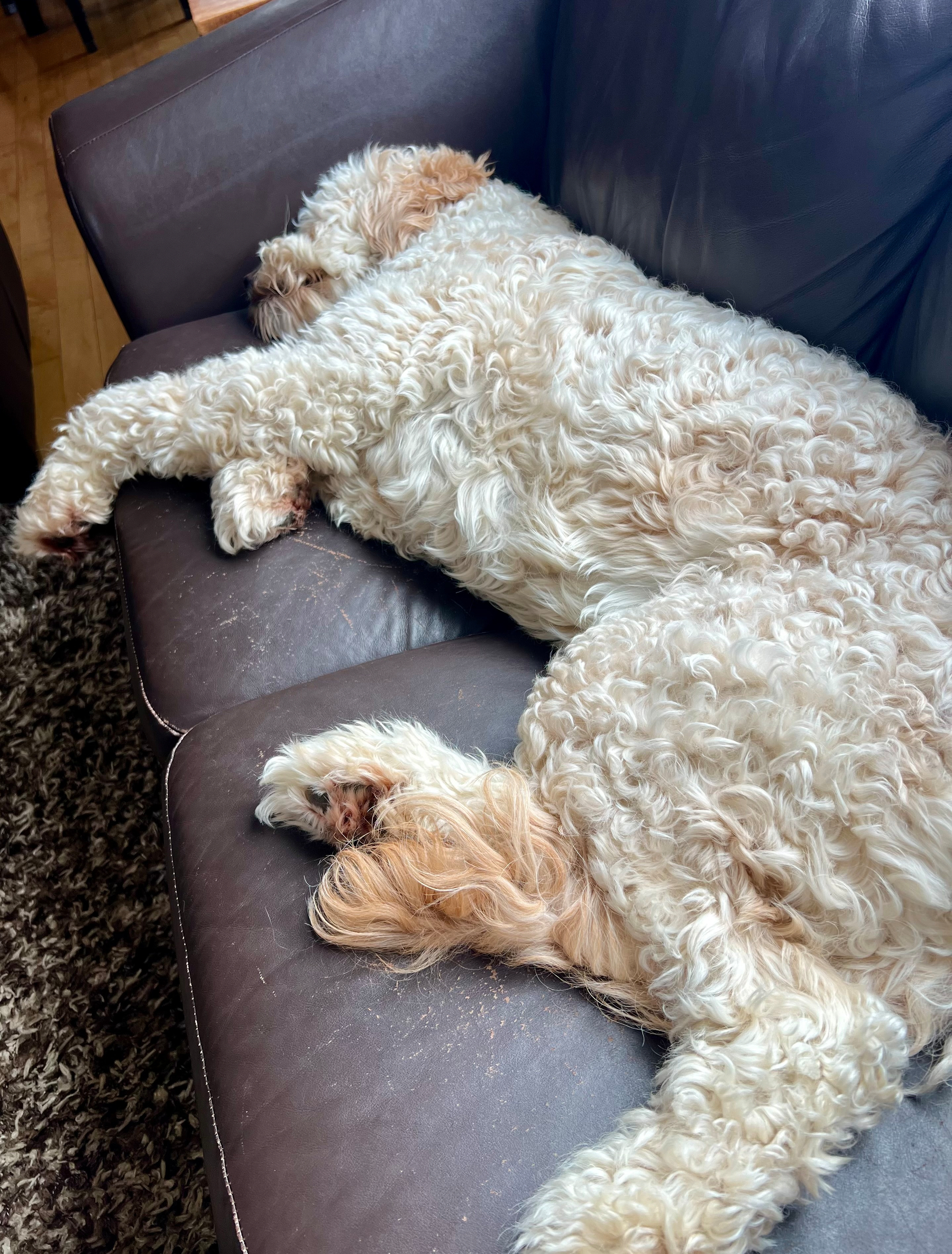 A fluffy, curly-haired dog is sleeping comfortably on a brown leather couch.