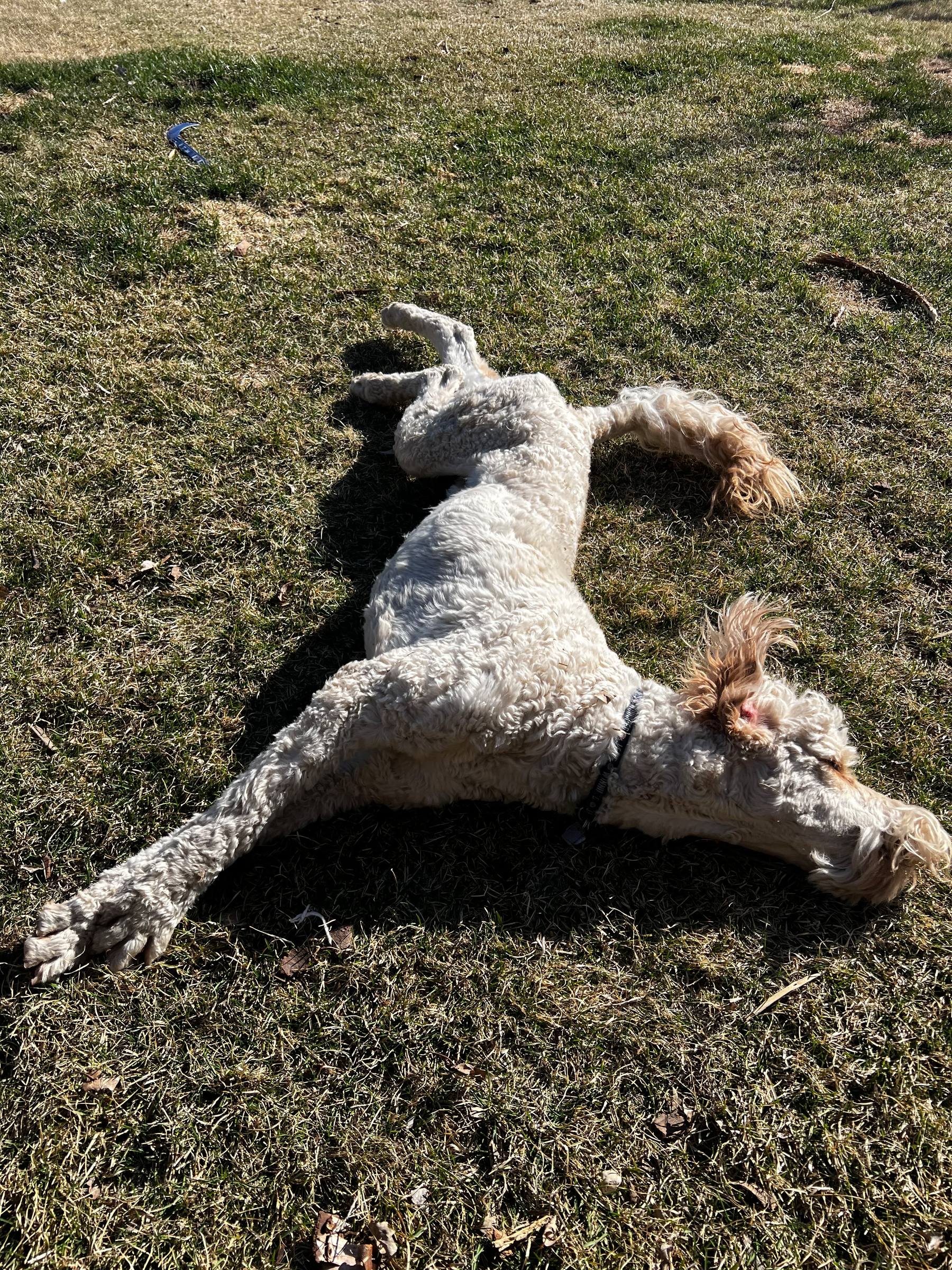 A fluffy dog is playfully lying on its back in the grass.