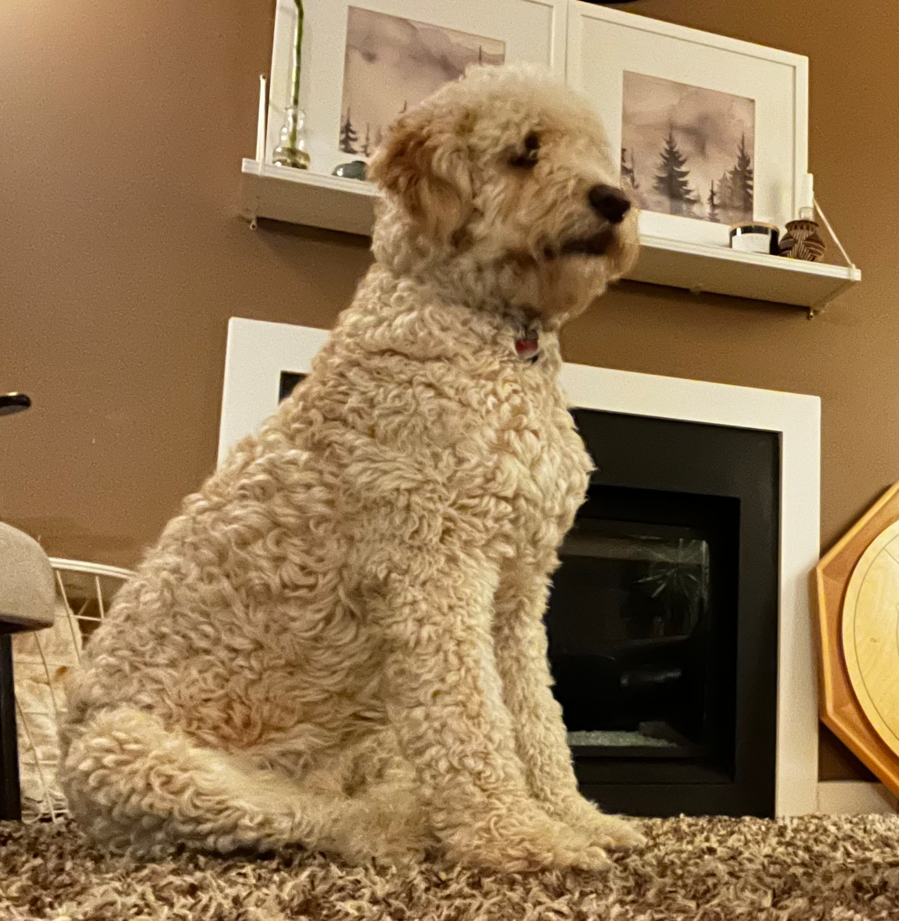 A fluffy dog sits on a carpeted floor in front of a fireplace with framed artwork above.