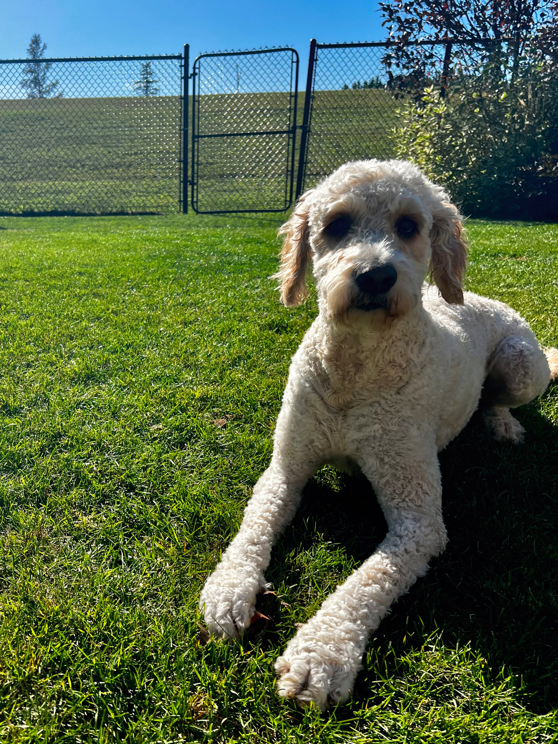 A curly-haired dog is lying on green grass in a sunny outdoor area near a chain-link fence with an open gate.