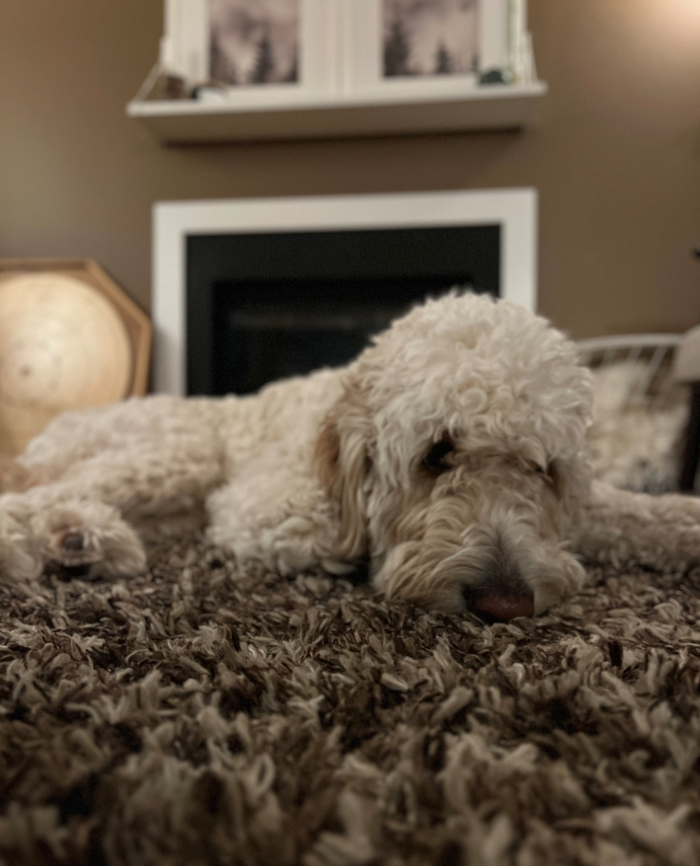 A fluffy dog is lying down on a textured rug in a cozy room.