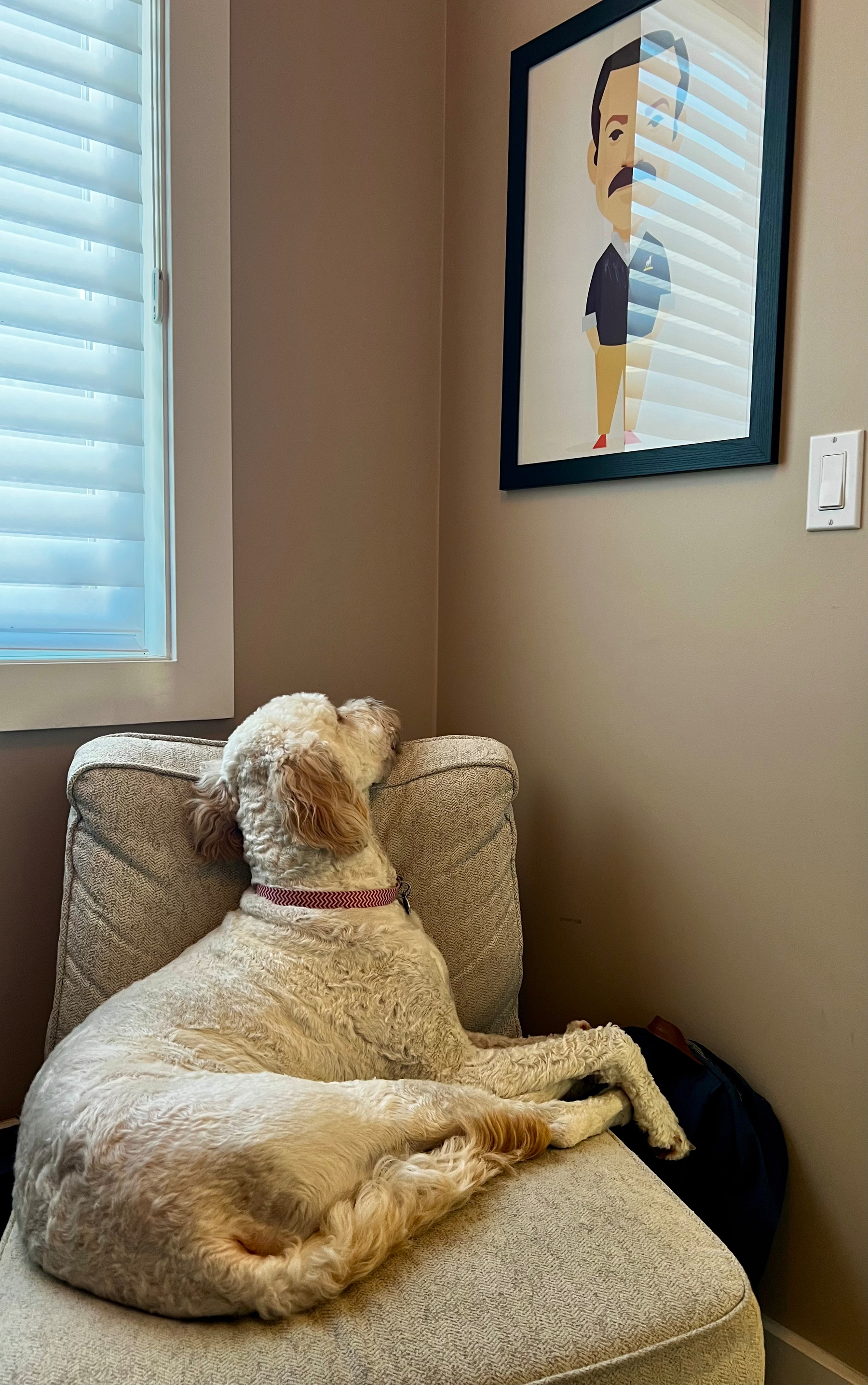 A curly-haired dog is lounging on a cushioned chair, looking up at a framed Ted Lasso cartoon portrait on the wall beside a window with closed blinds.