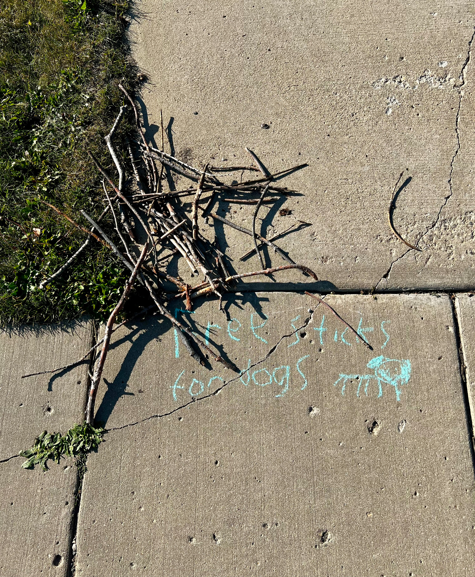 A pile of tree sticks lies on a sidewalk next to childlike chalk writing that says free sticks for dogs.