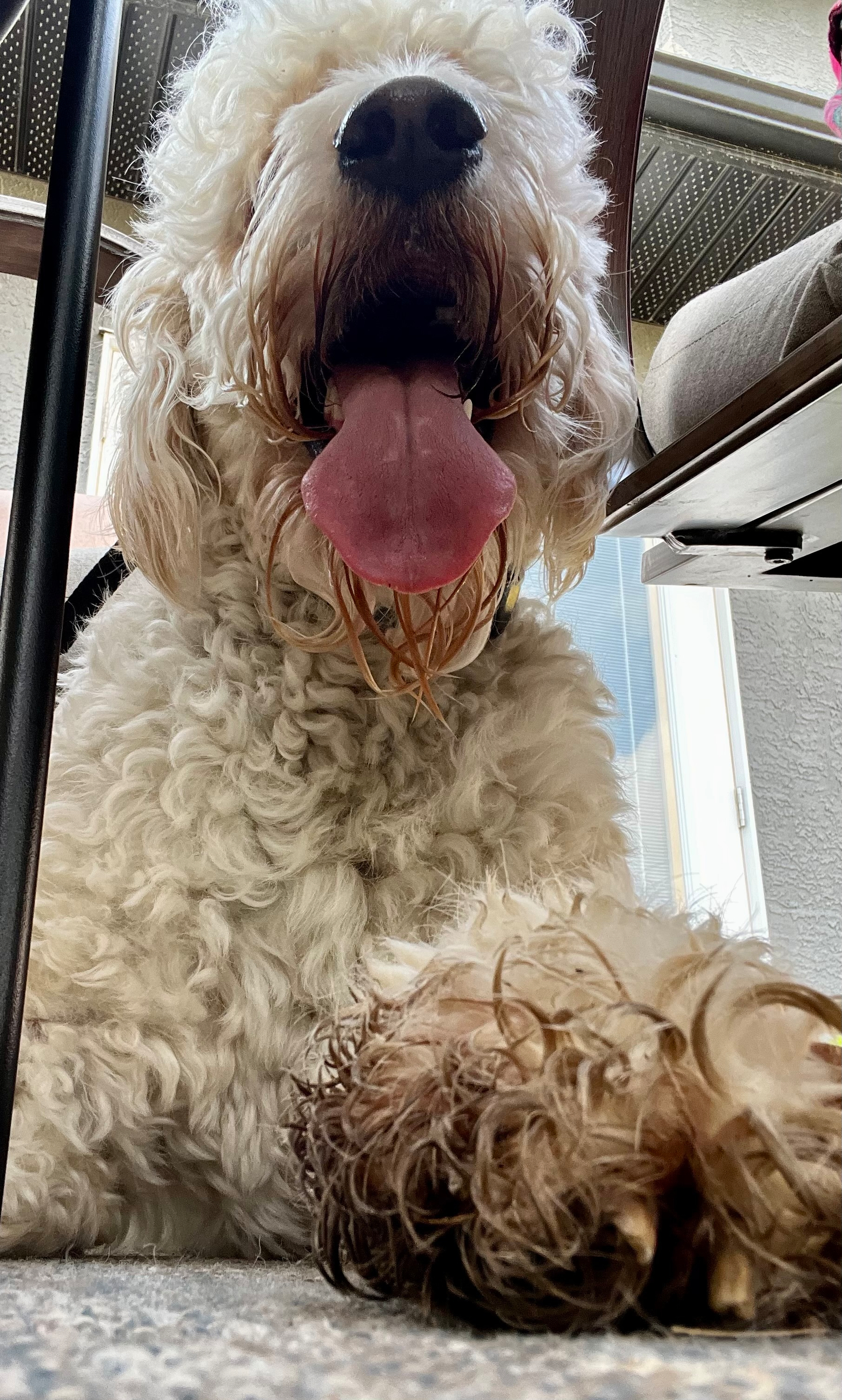 A large, curly-haired dog is lying down with its tongue out, looking directly at the camera from a low angle. His paw is very muddy. 