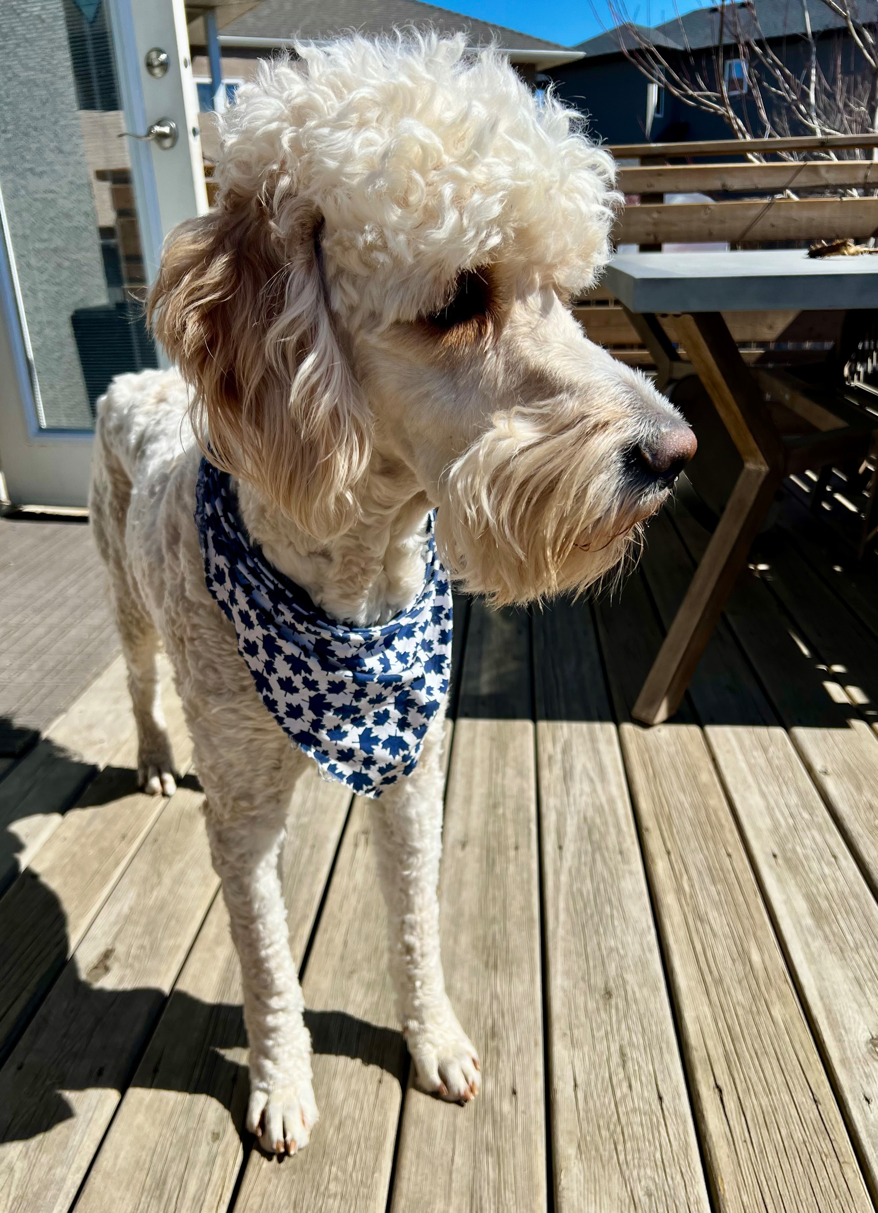 A fluffy dog wearing a blue and white bandana stands on a wooden deck under a sunny sky.