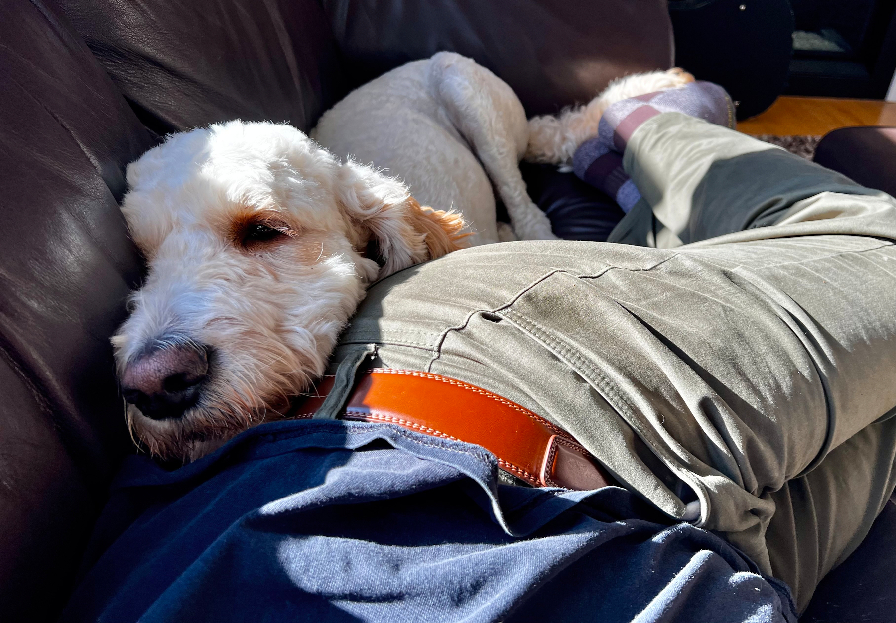 A white dog is resting its head on a person's lap while lying on a dark-colored couch.