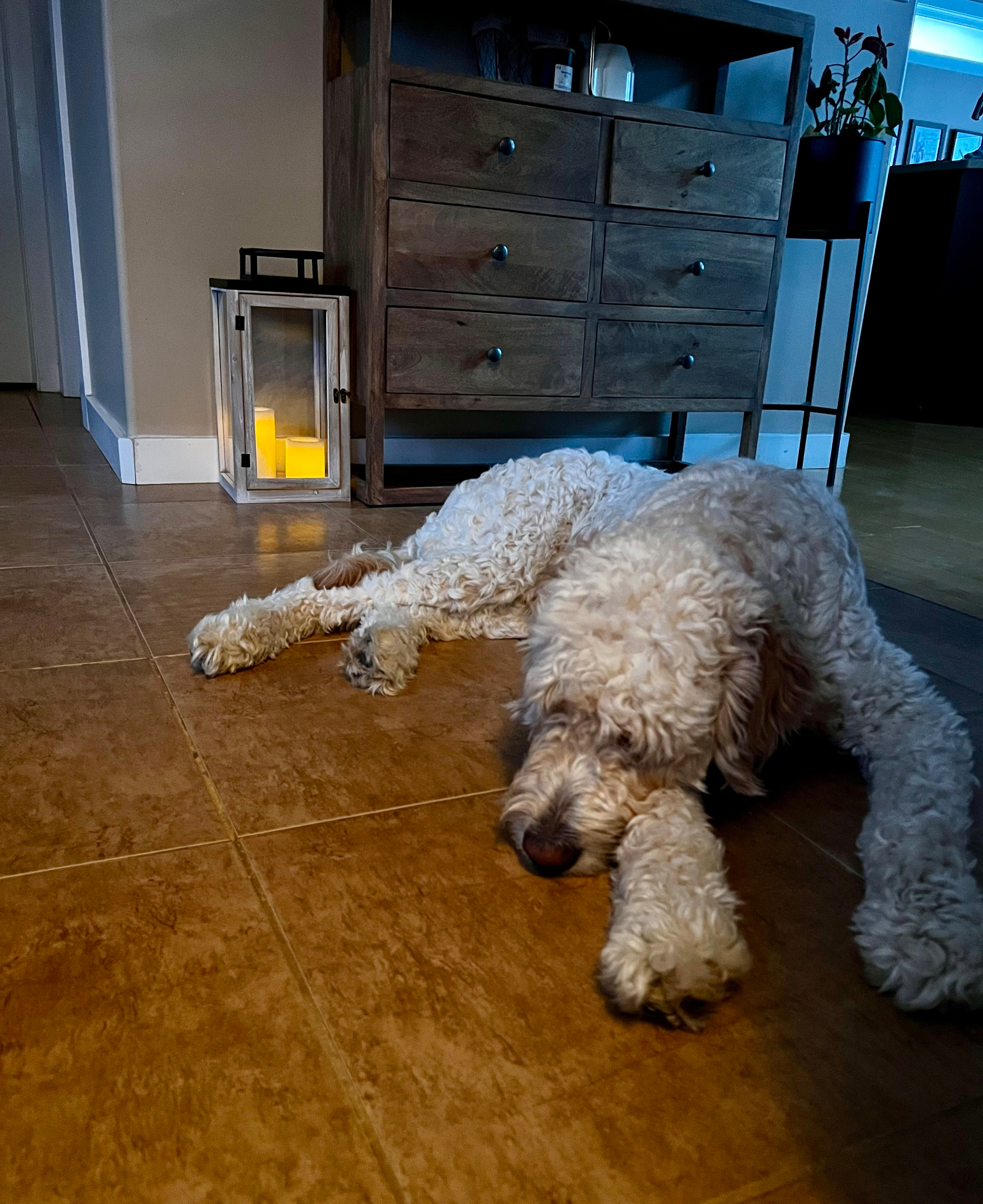 A fluffy dog is resting on a tiled floor beside a wooden cabinet and a lantern with a glowing light.