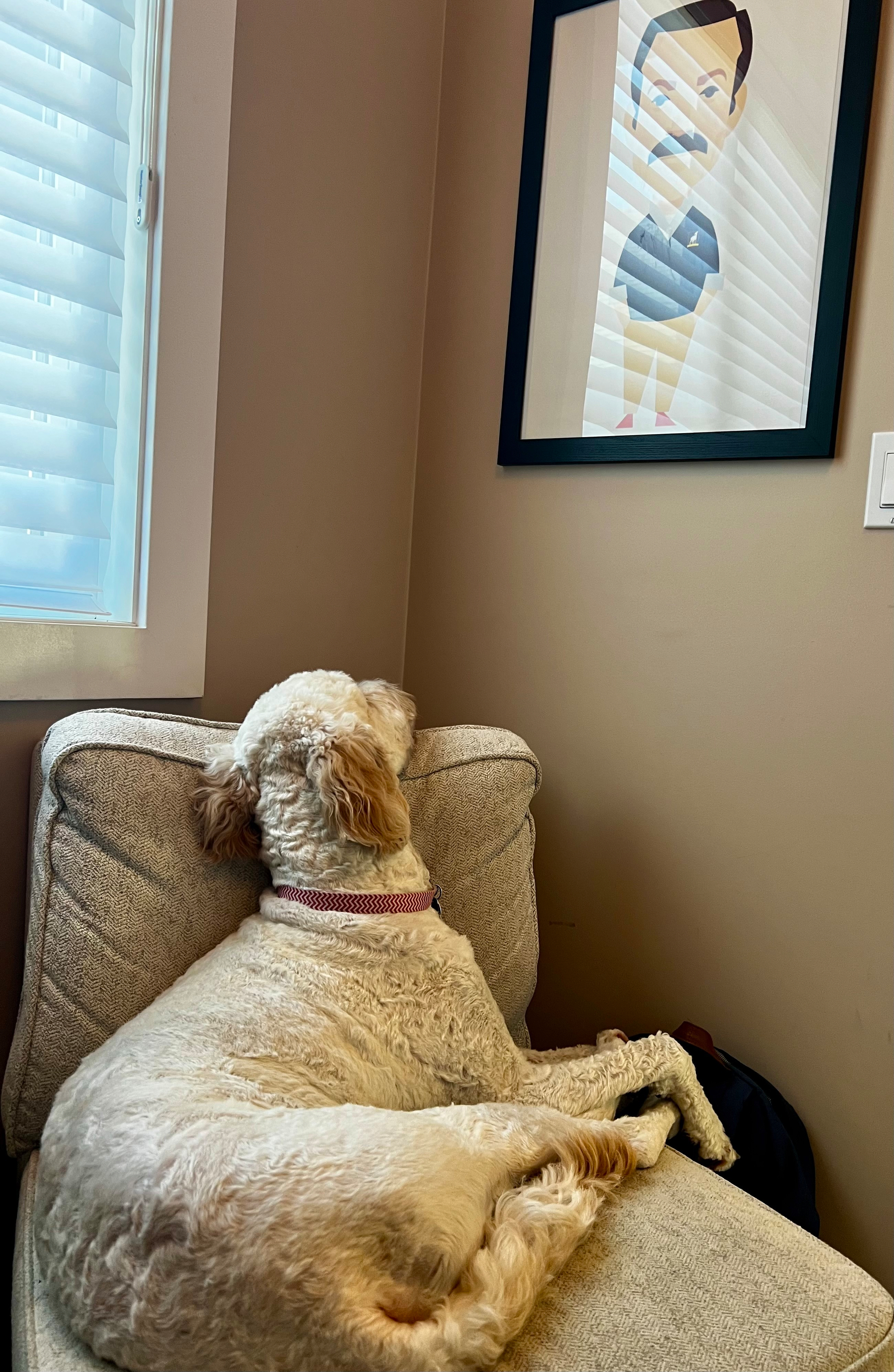 A curly-haired dog with a pink collar is lying on a beige couch, looking up at a framed cartoon portrait of Ted Lasso on the wall next to a window with white blinds.