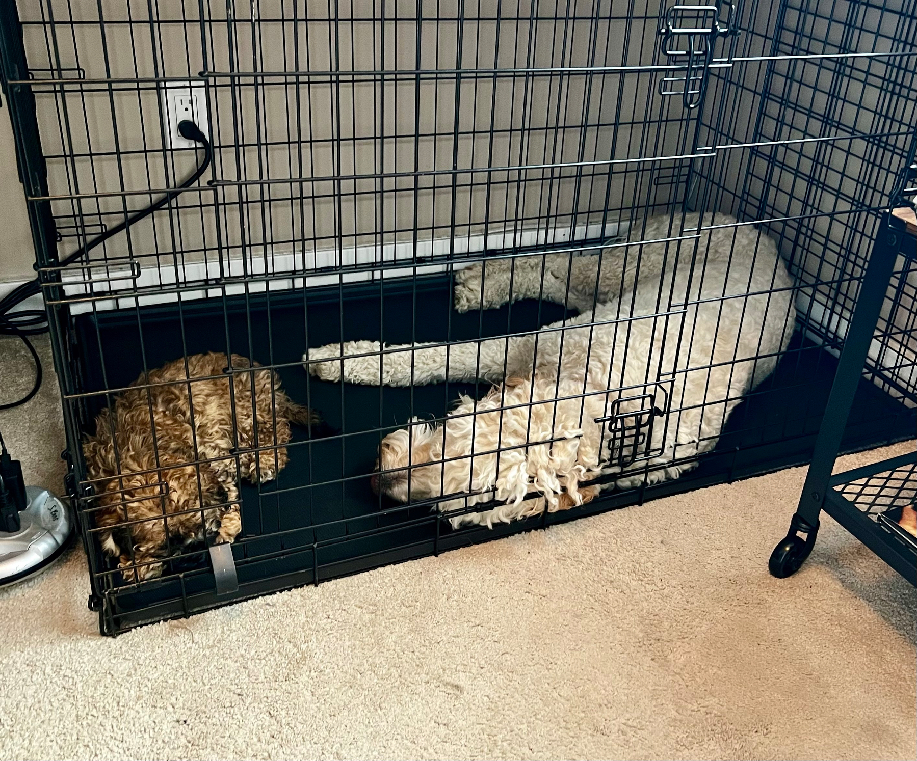 Two dogs are lying inside a metal crate, with one dog appearing to be larger and white, while the other is smaller and brown.