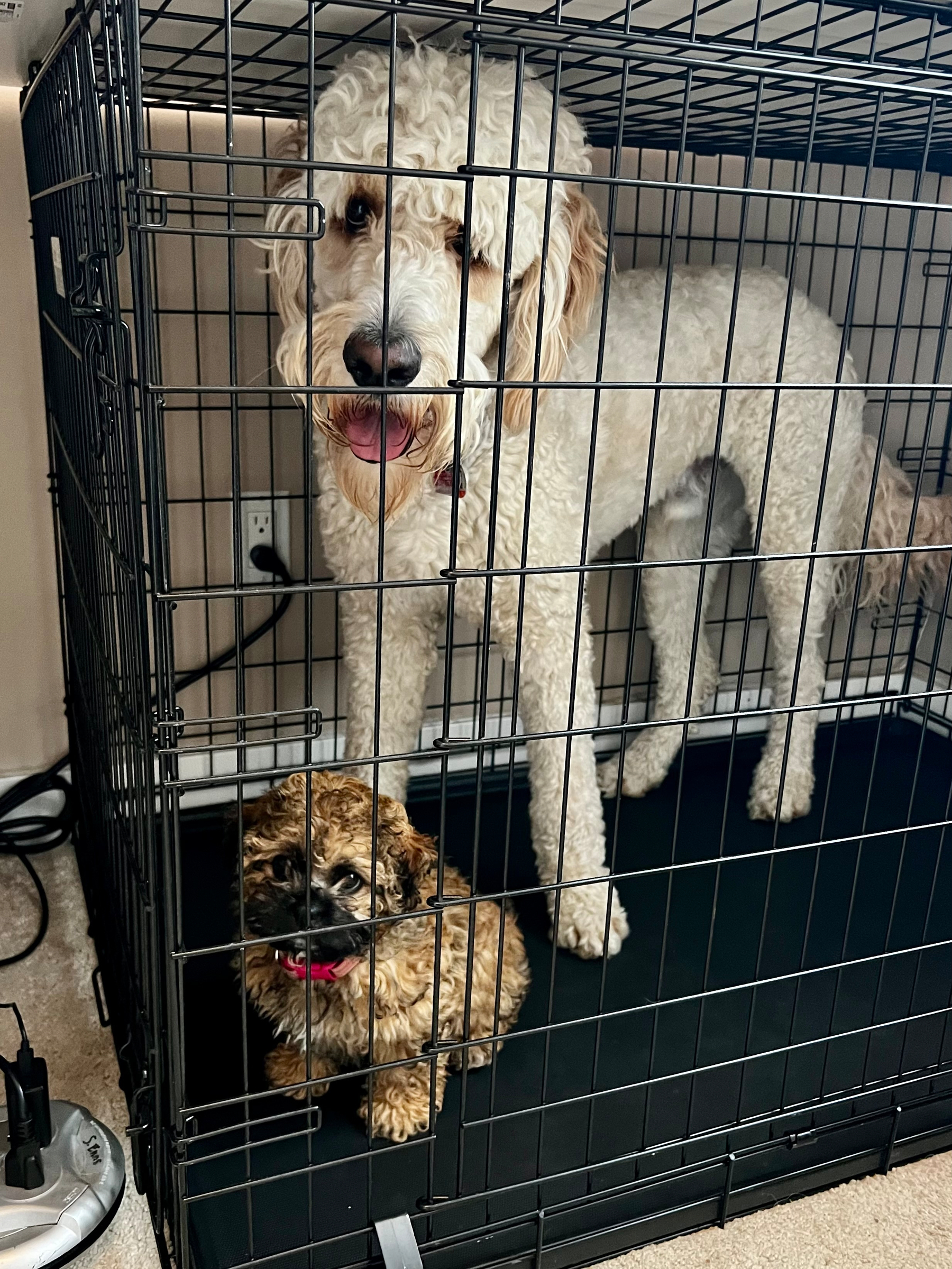 A large, curly-haired dog stands in a black wire crate alongside a small, fluffy puppy.