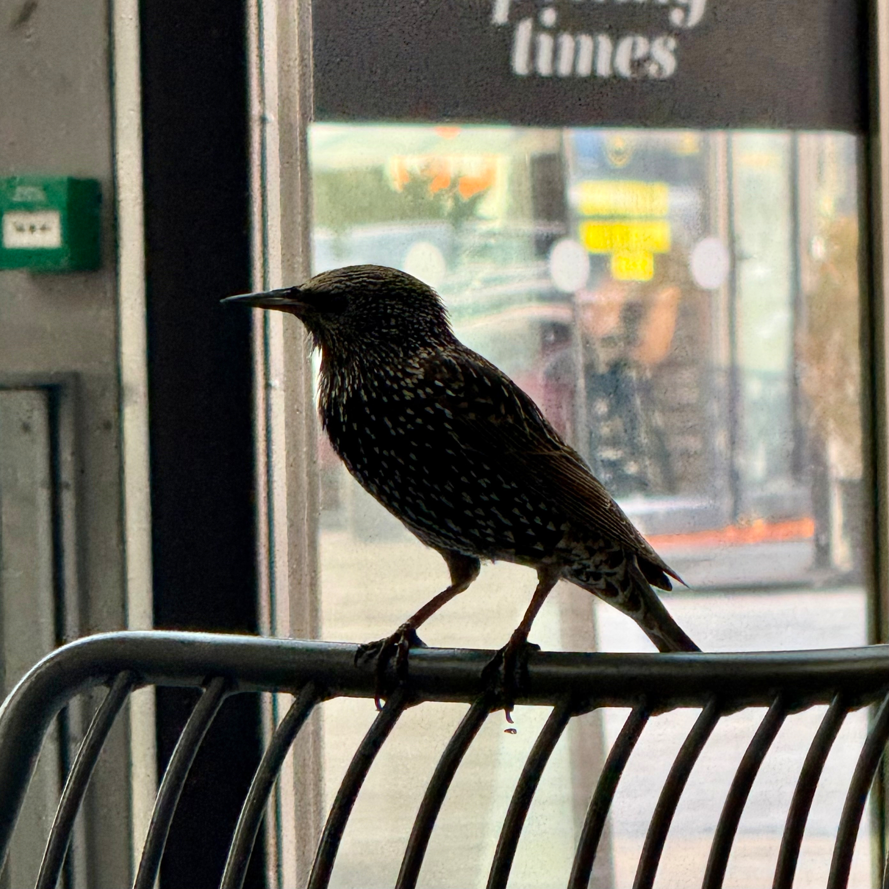 A bird is perched on a chair indoors near a glass door.