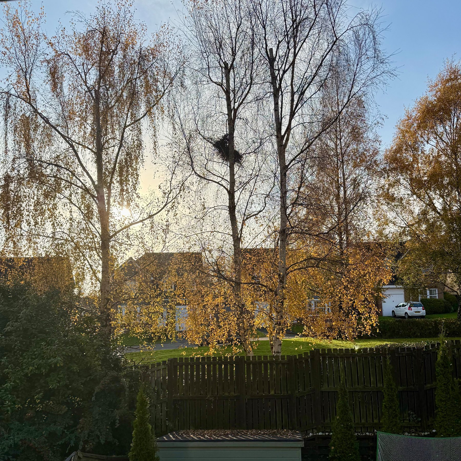 Tall trees with bare branches and a nest are in front of a wooden fence, with houses and sunlight in the background.