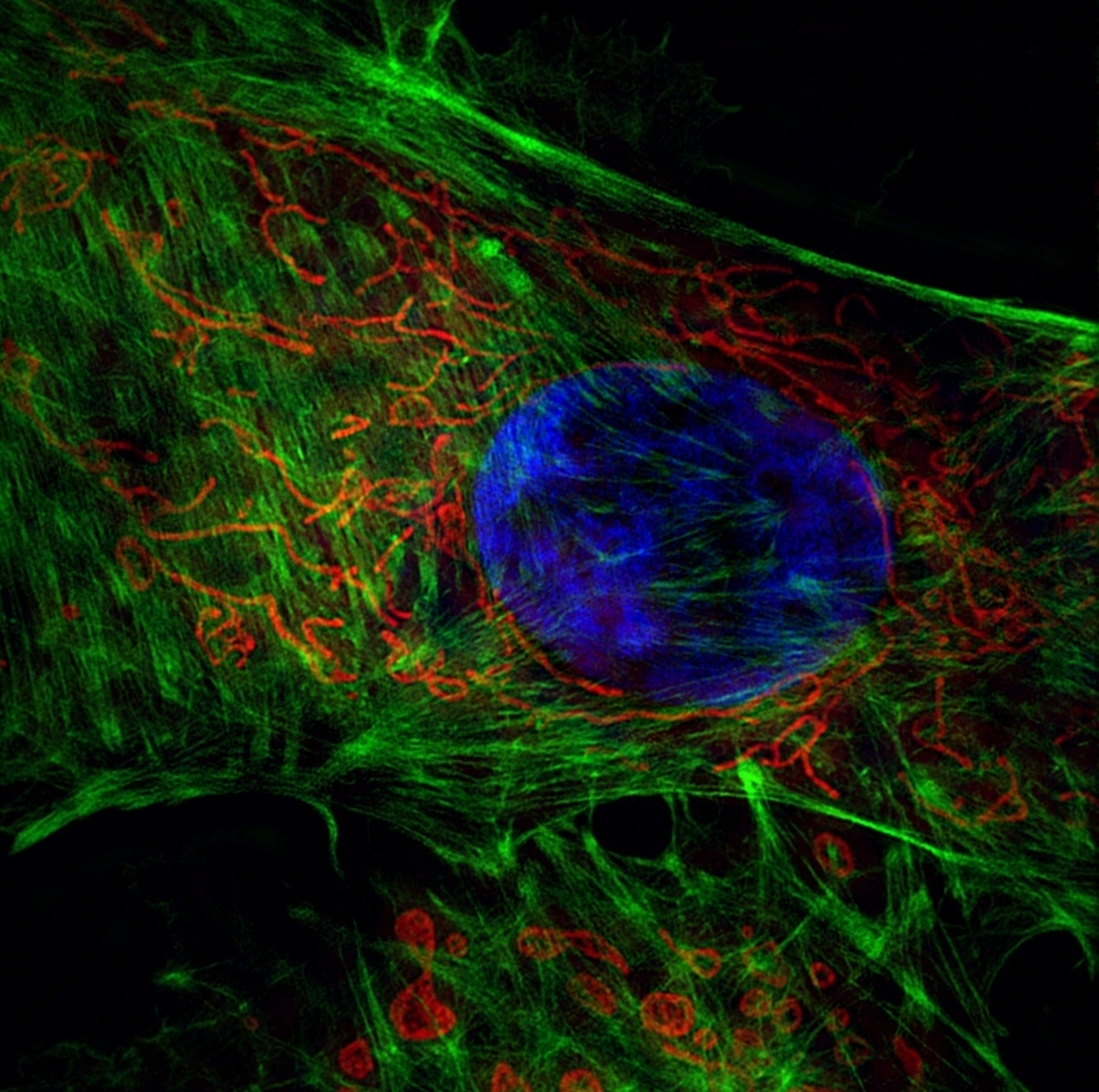 A human cell showing the cell nucleus in blue, the mitochondria in red and the actin filaments in green, using super resolution microscopy. 