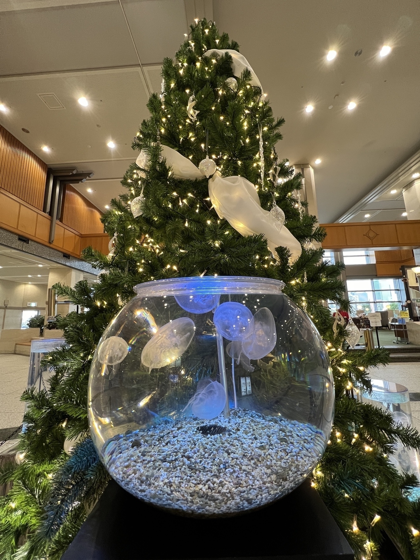 A large round bowl aquarium filled with Jellyfish on display in front of an Xmas tree in the lobby of a large office park
