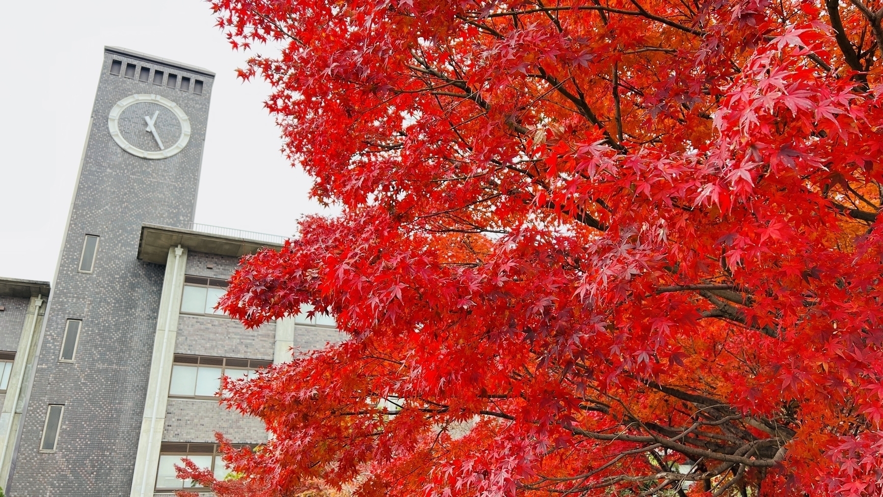 Red leaves of an autumn maple tree in the foreground and a clock tower in the background