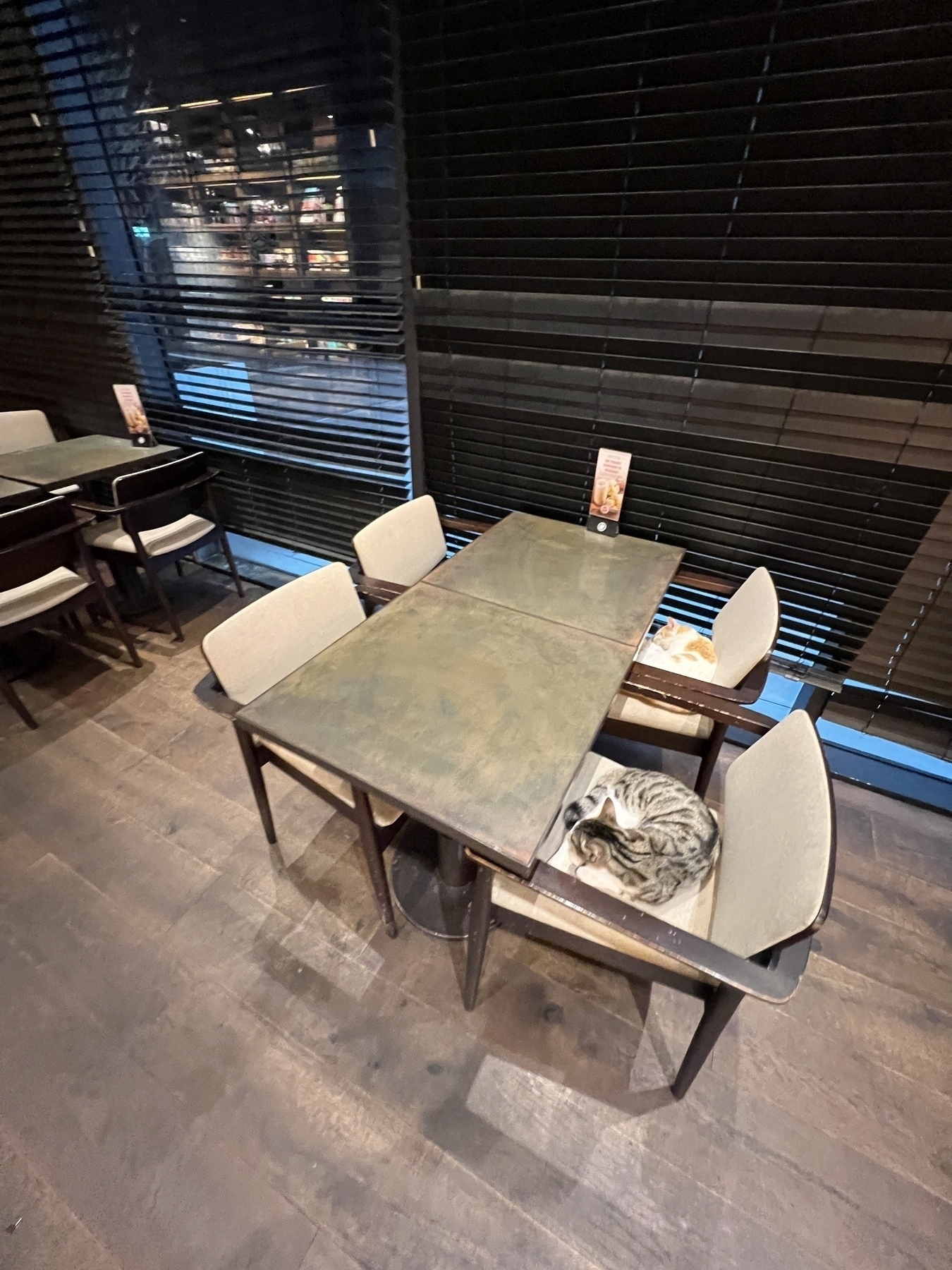 Table and four chairs inside a clean and modern cafe. On two seats rest two cats, curled up and napping 
