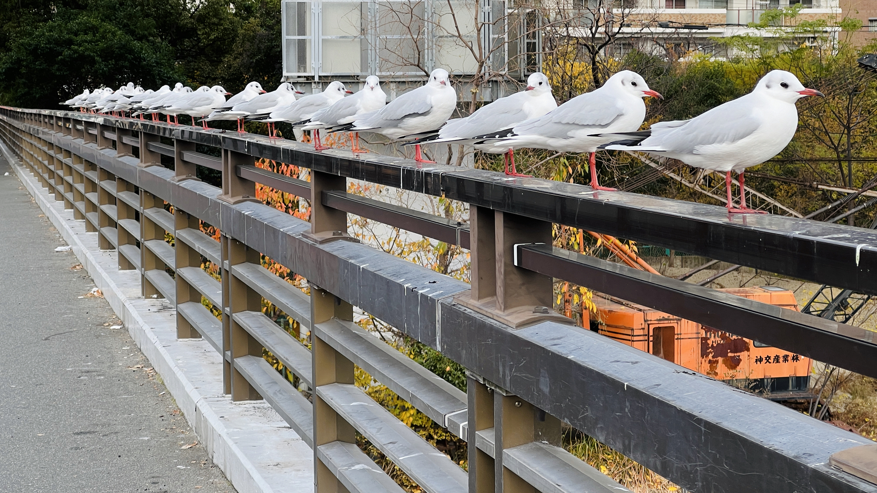 more than 20 seagull all lined up, standing on the side of the bridge walkway