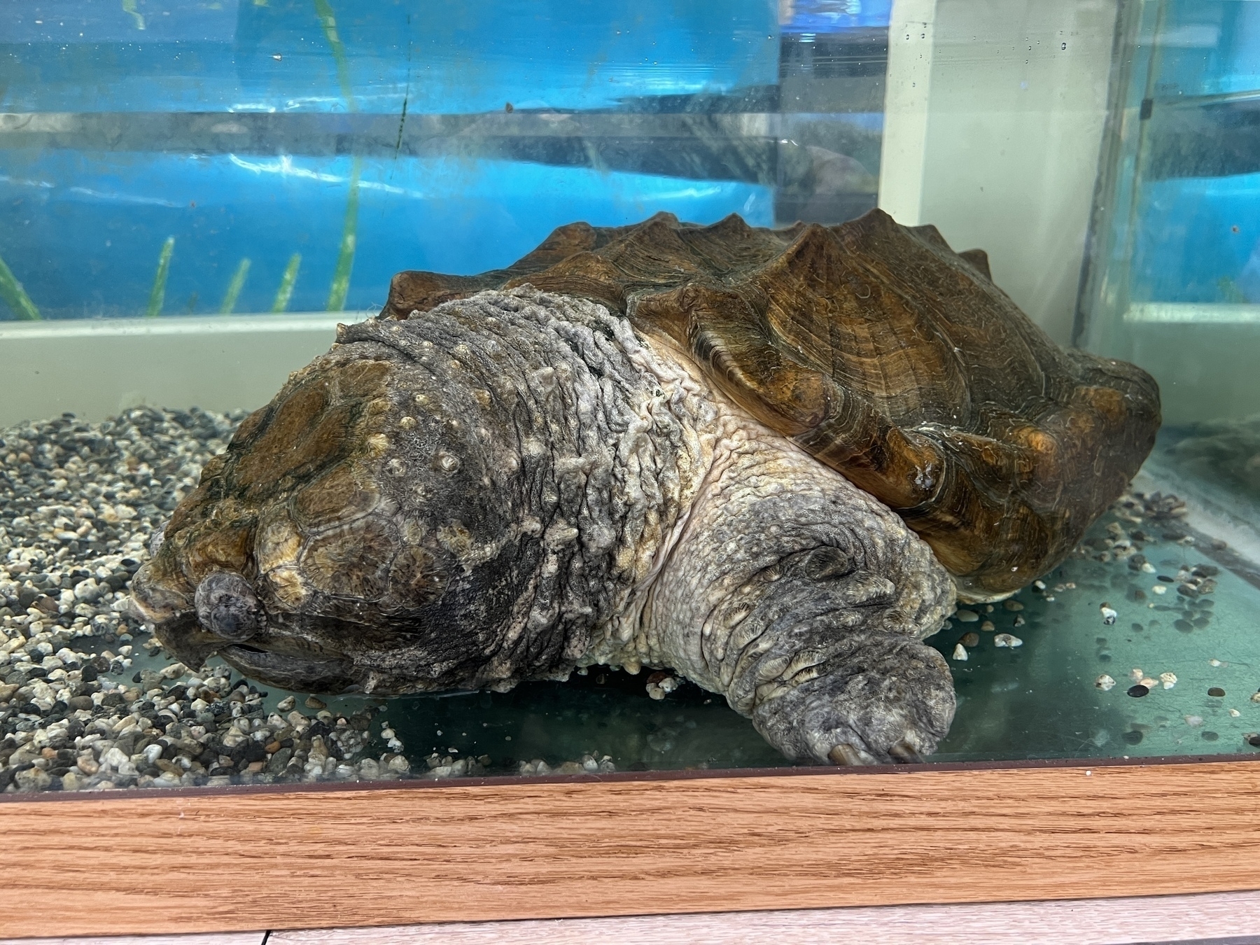 Alligator Snapping Turtle in a tank