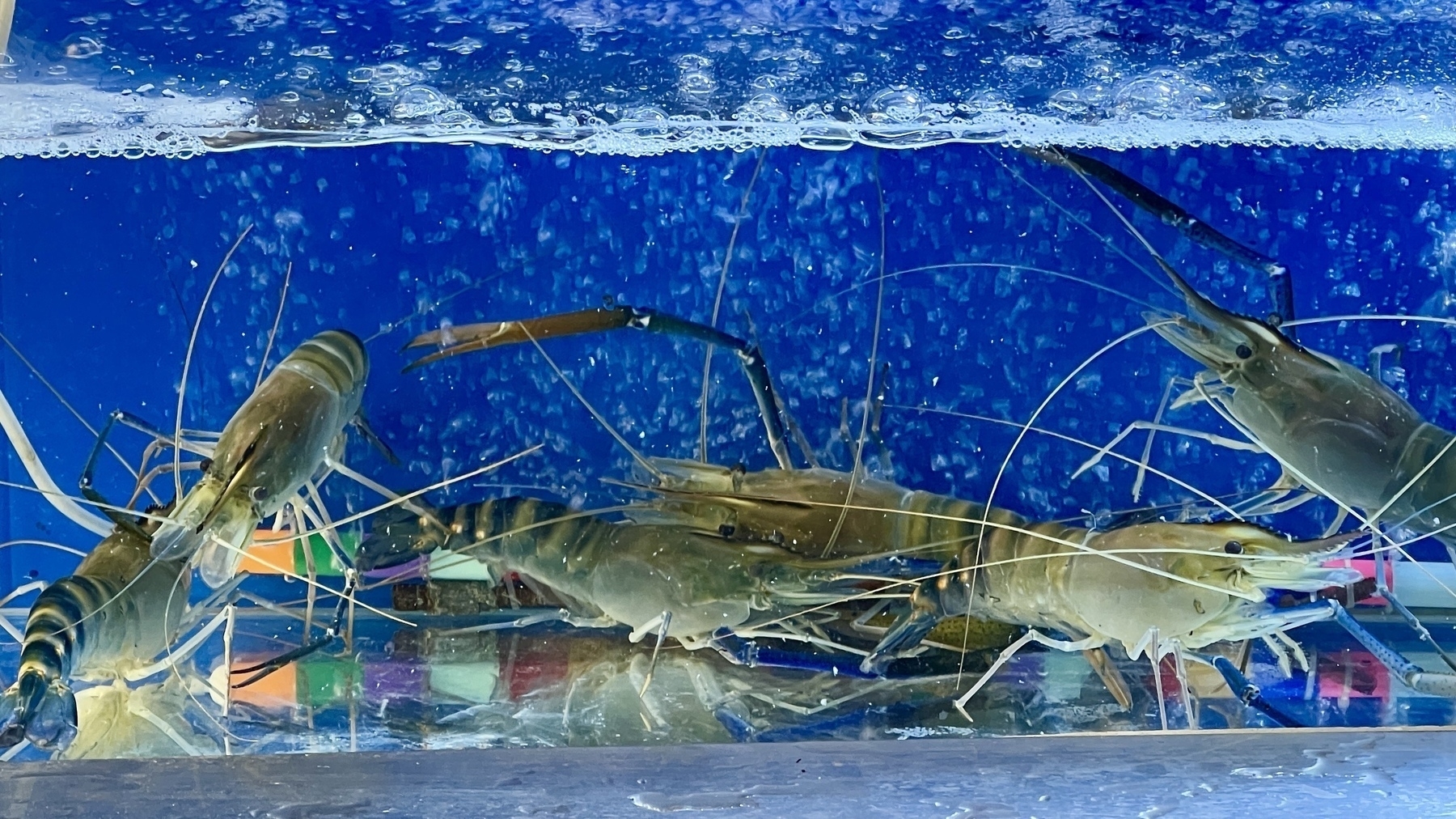 Live jumbo shrimp in a tank 